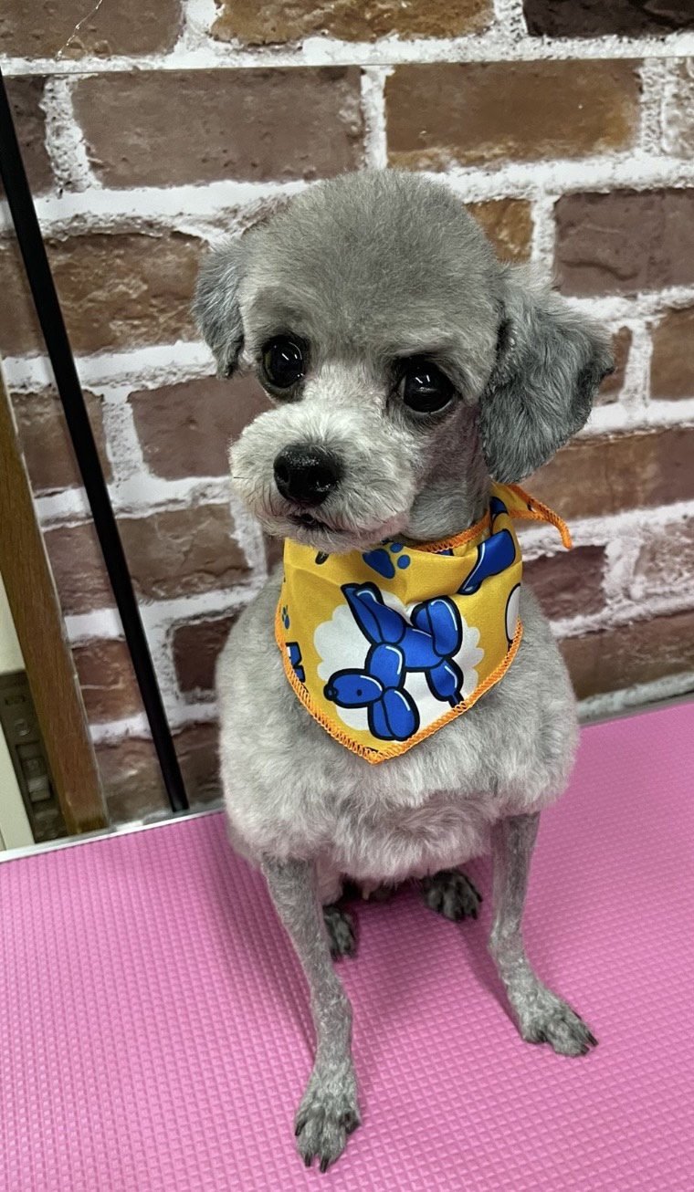 大阪府大東市のトリミングサロン GROOMING HOUSE ポピンズの3枚目