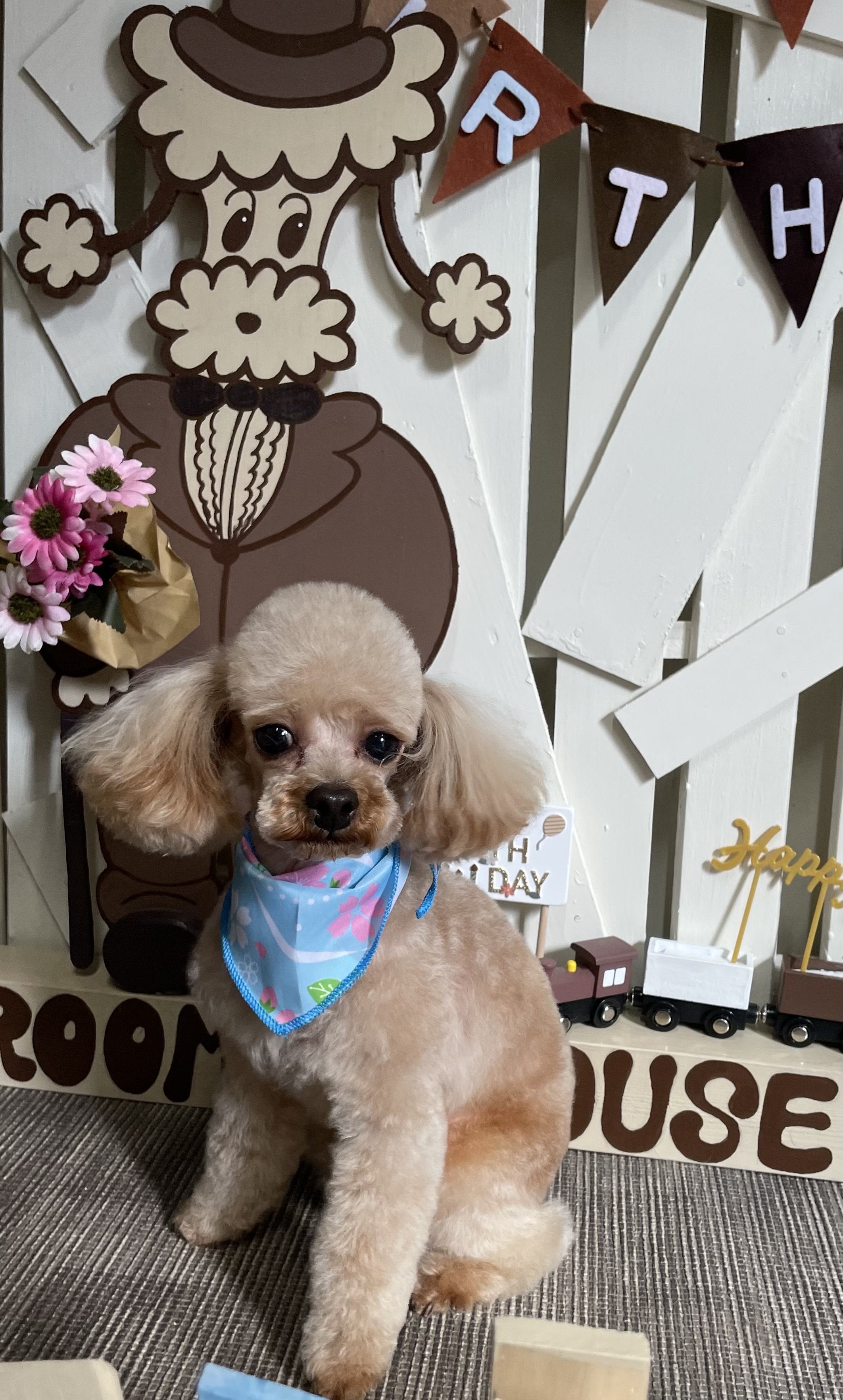 大阪府大東市のトリミングサロン GROOMING HOUSE ポピンズの4枚目