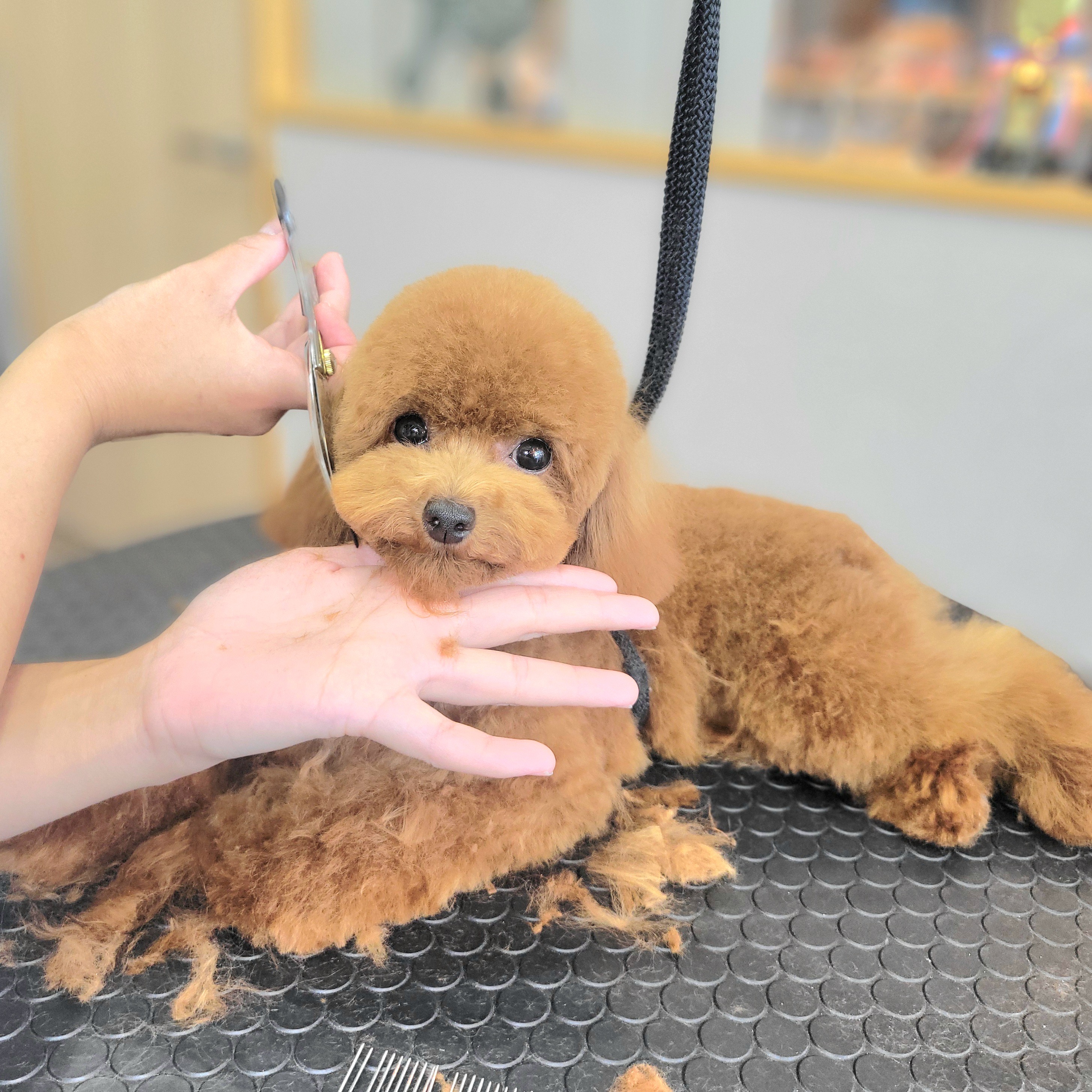 佐賀県神埼市のトリミングサロン Dog Salon cocoの3枚目