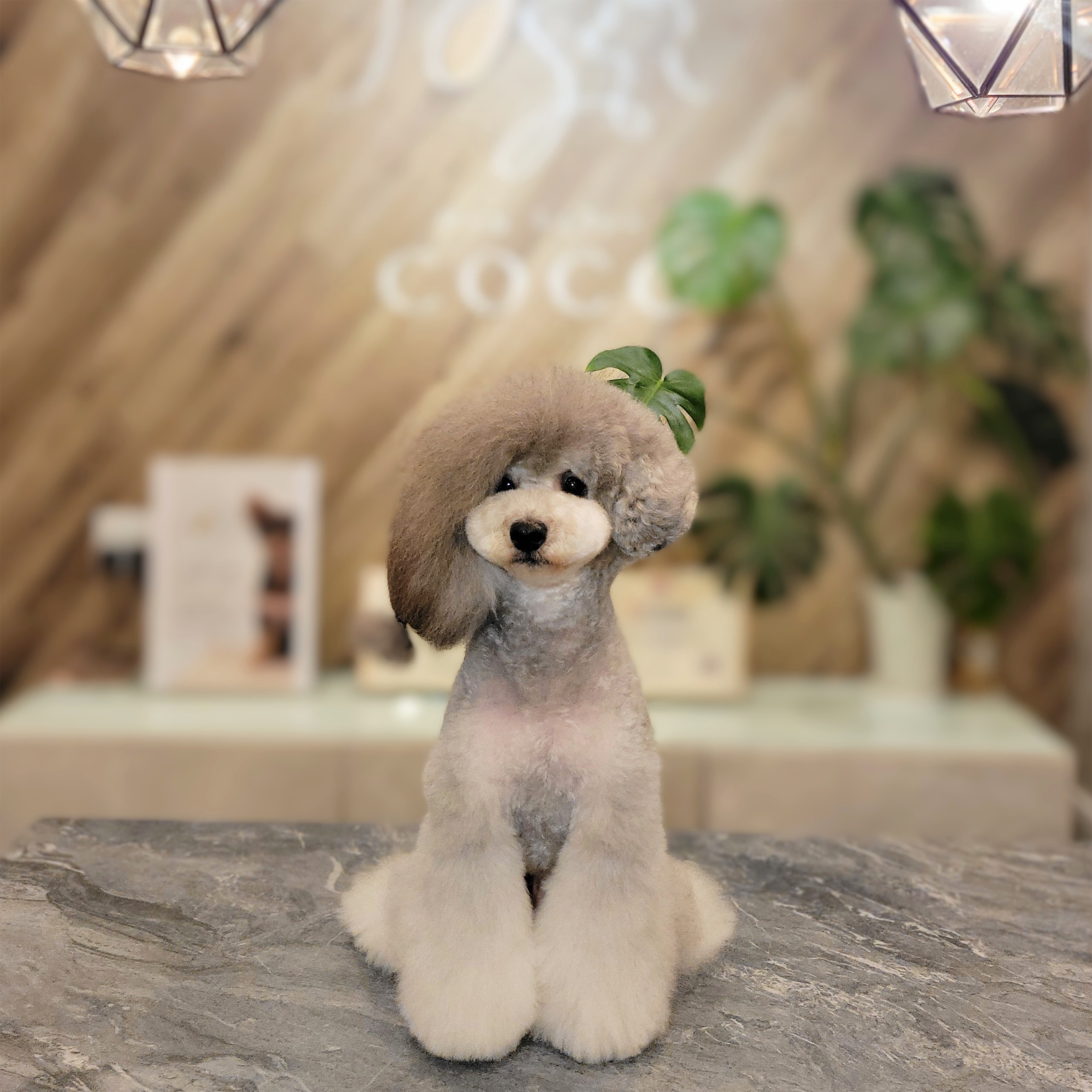 佐賀県神埼市のトリミングサロン Dog Salon cocoのサムネイル1枚目