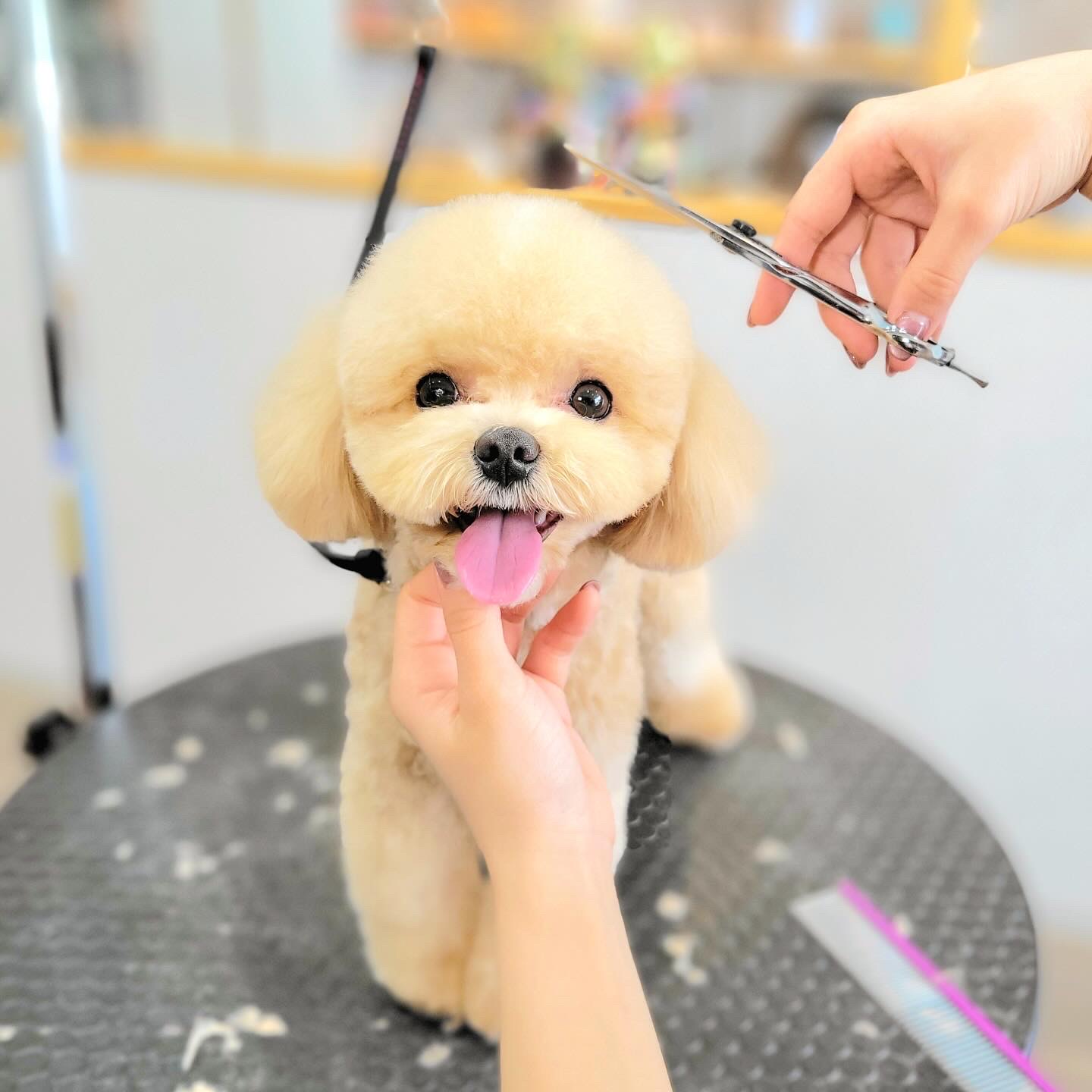 佐賀県神埼市のトリミングサロン Dog Salon cocoのサムネイル2枚目