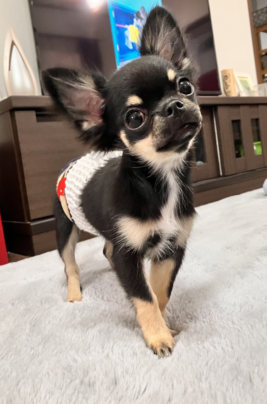仔犬の時は特に無理なく