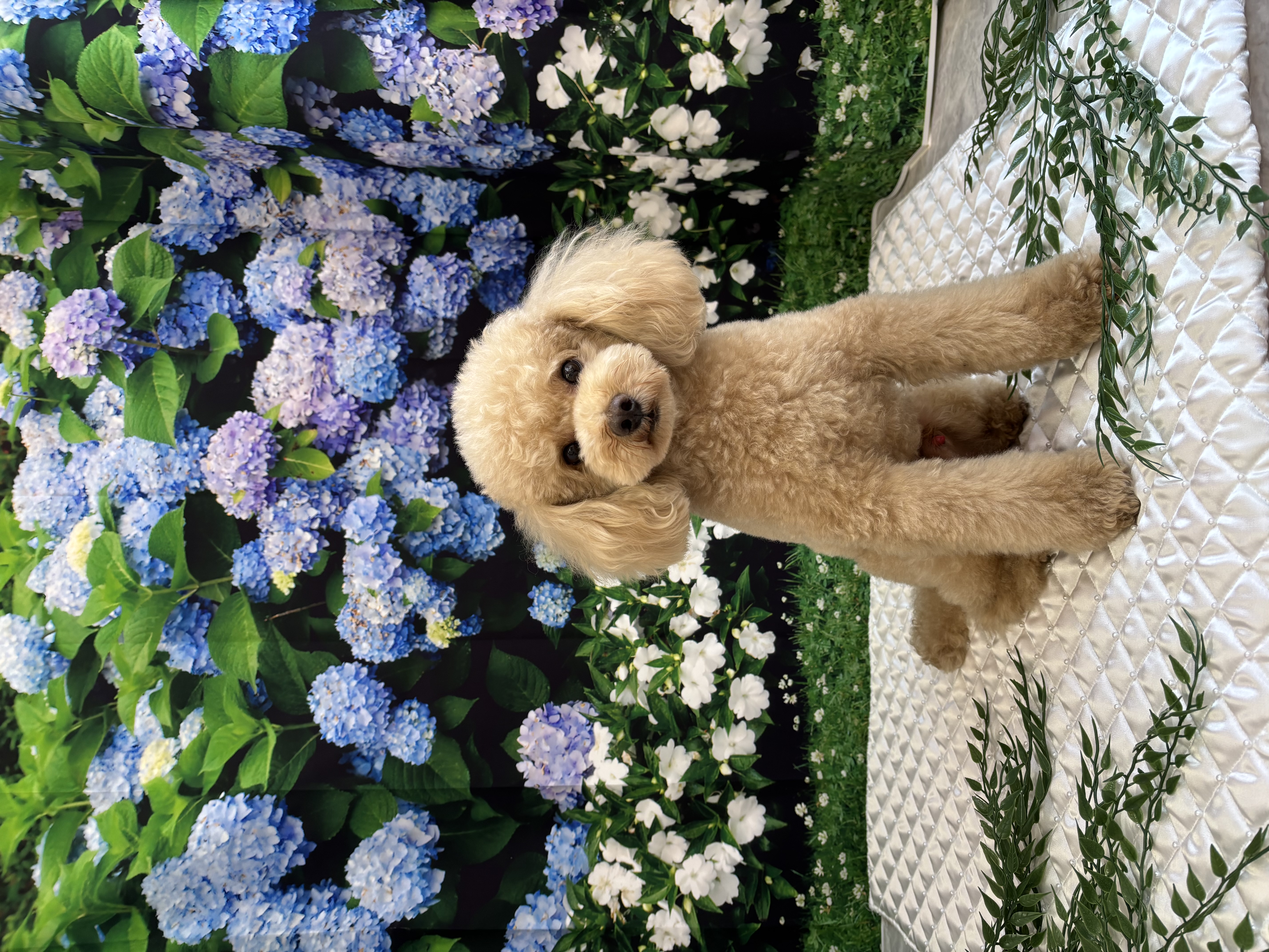 東京都大田区のトリミングサロン PETSALON REPOSの6枚目