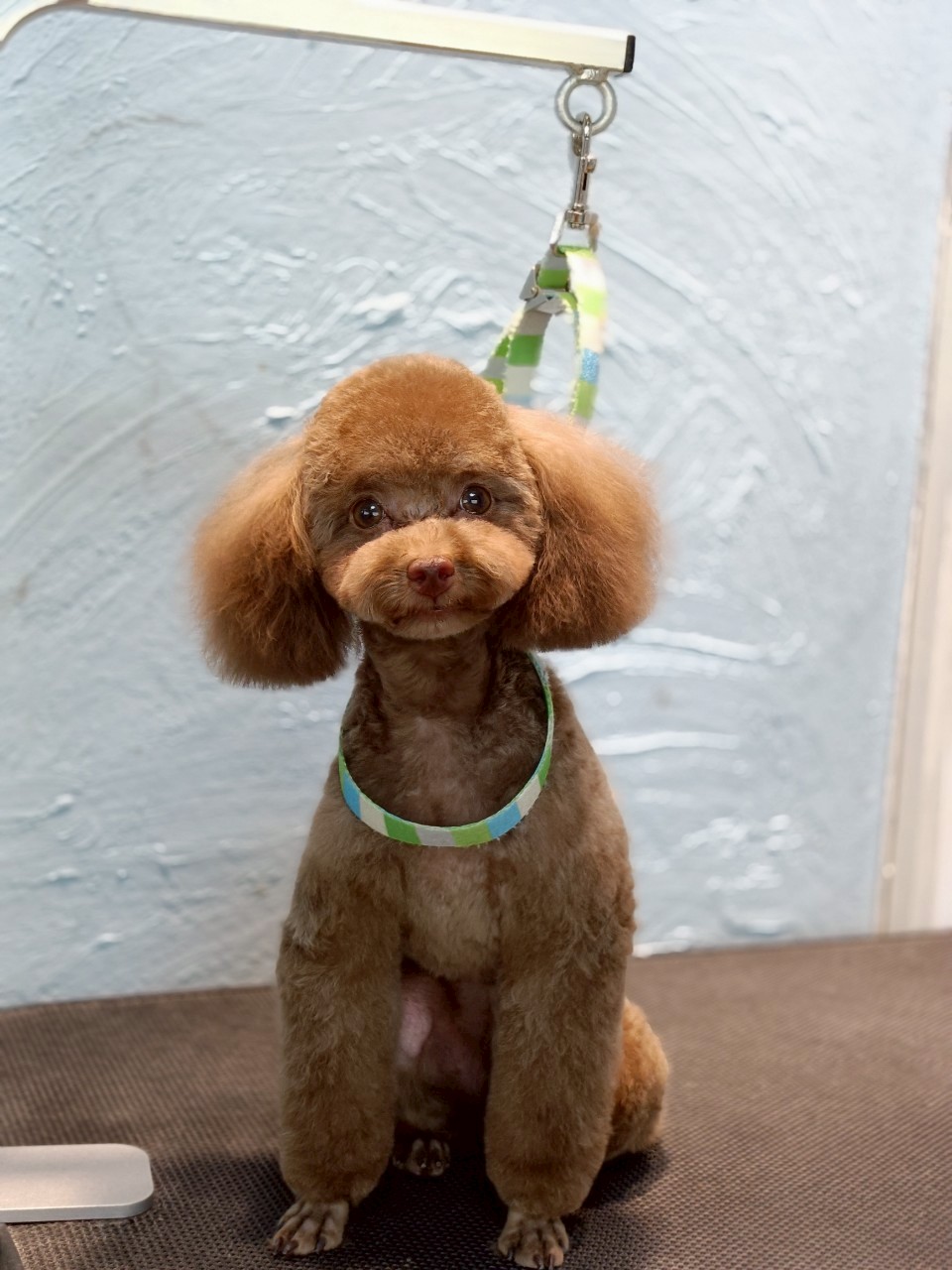 トリミングカット 啓発型トリミングサロン　白い犬のアオの3枚目