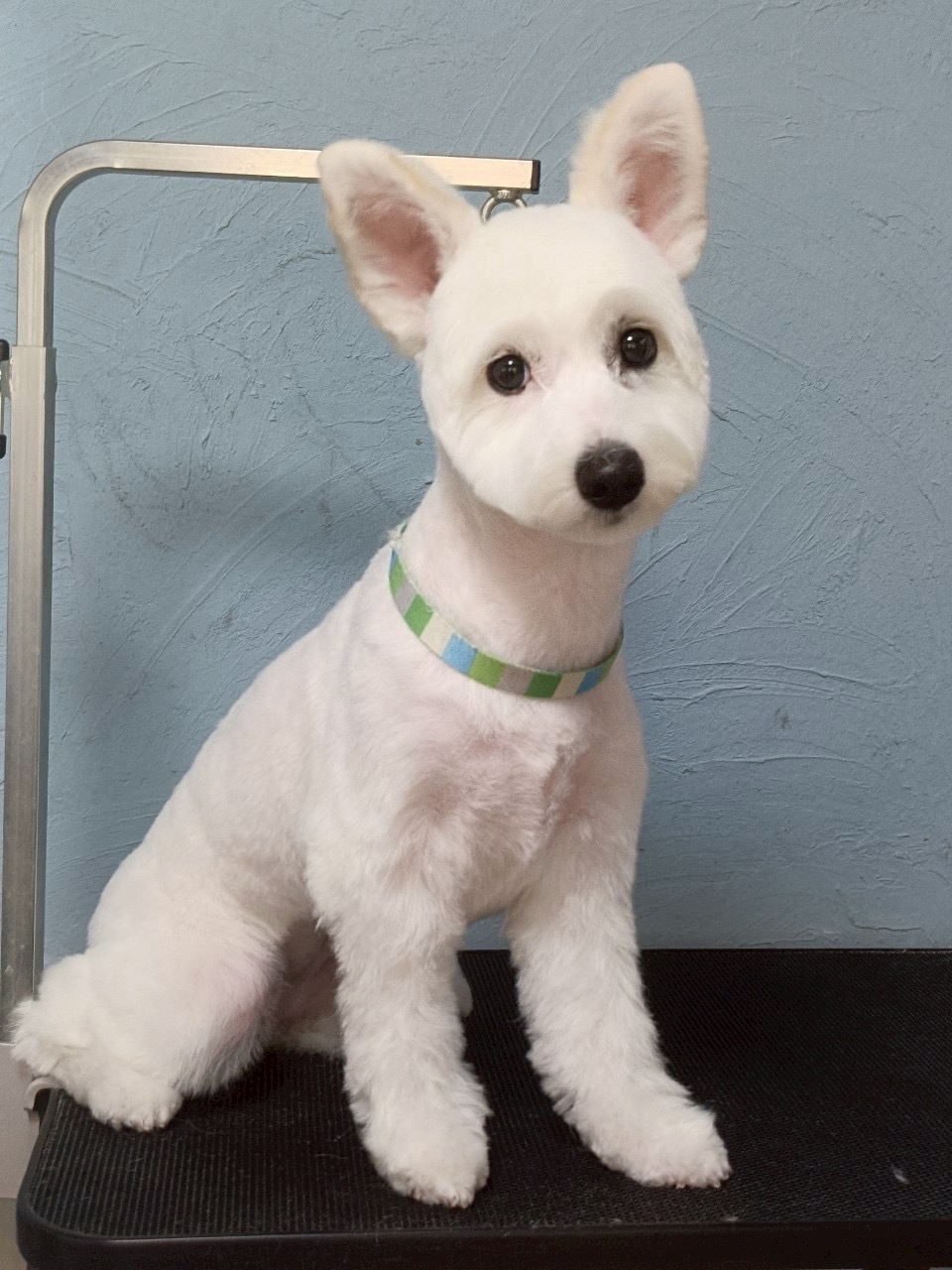 トリミングカット 啓発型トリミングサロン　白い犬のアオの3枚目