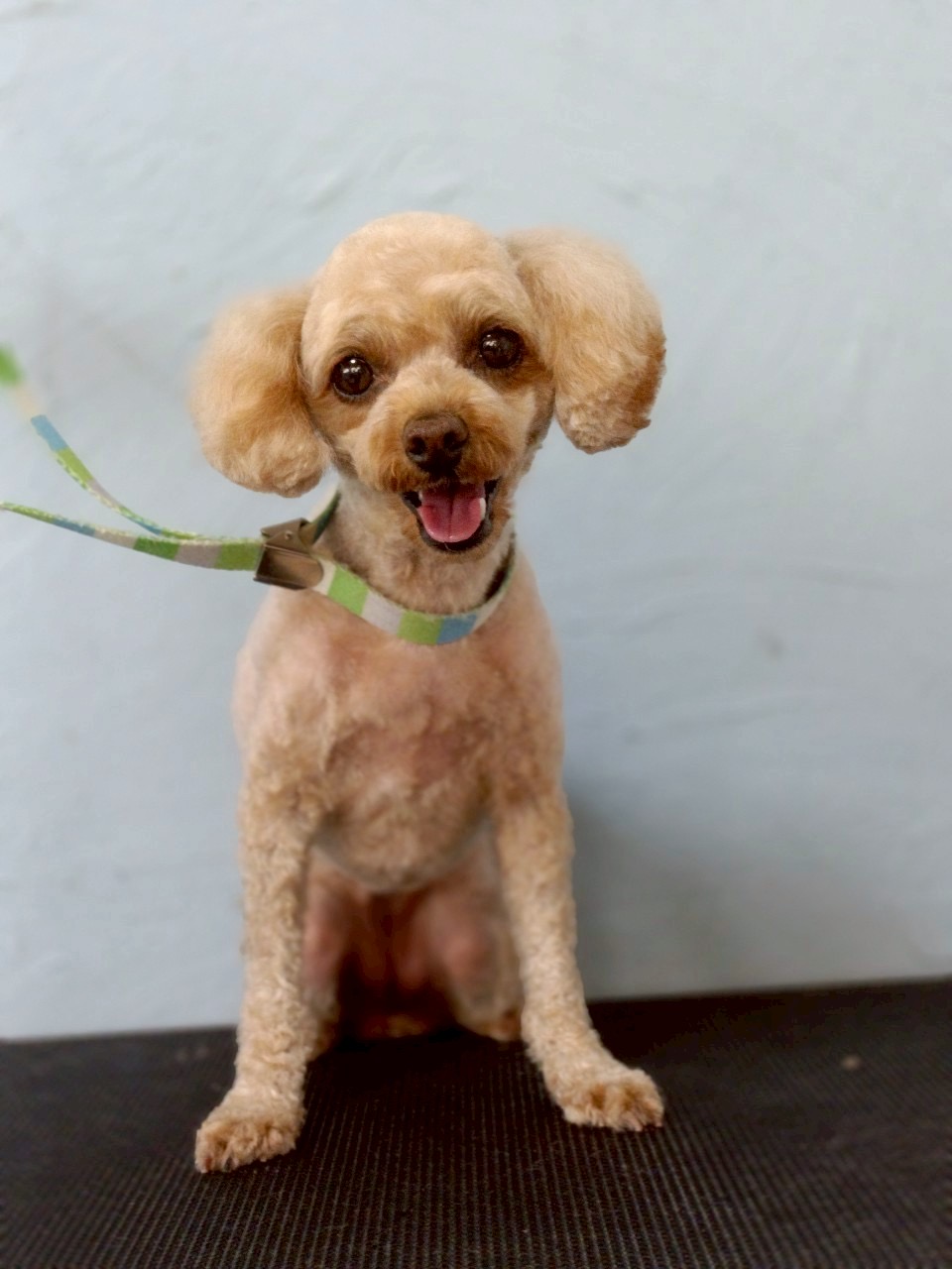 トリミングカット 啓発型トリミングサロン　白い犬のアオの4枚目