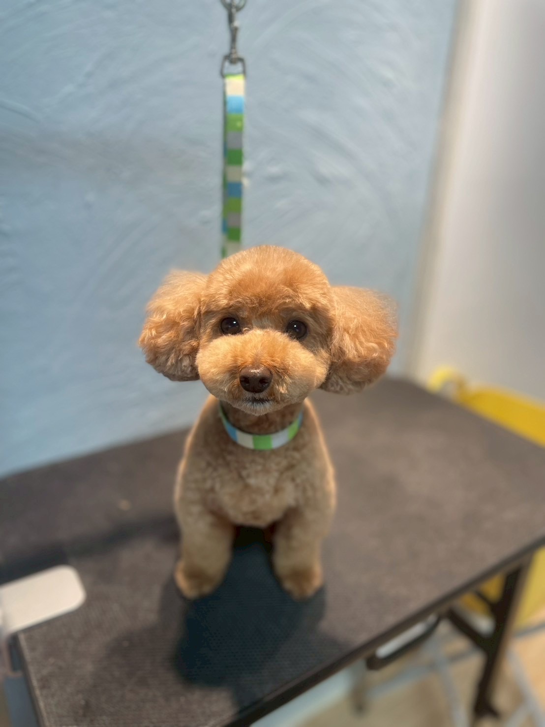 トリミングカット 啓発型トリミングサロン　白い犬のアオの4枚目