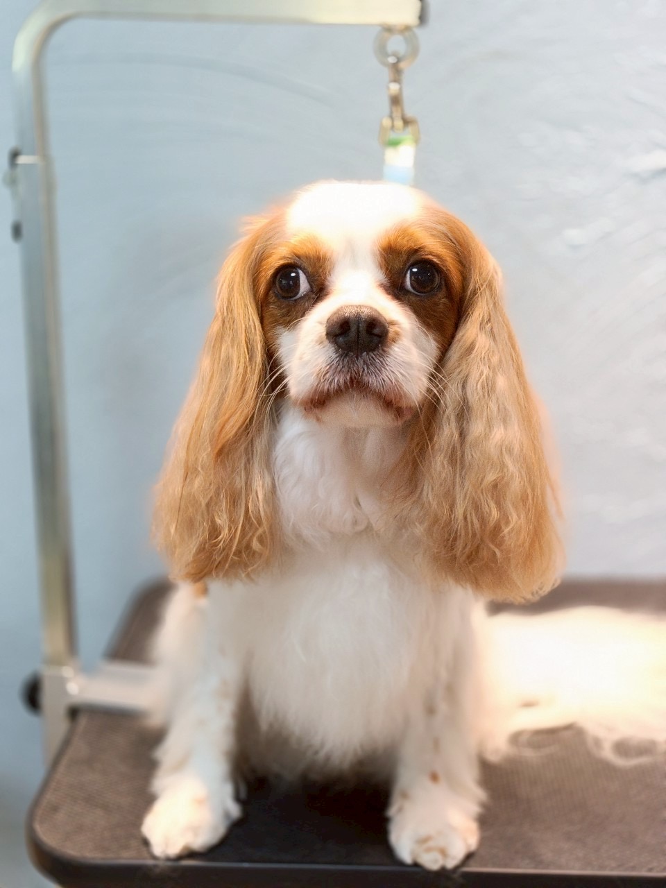 トリミングカット 啓発型トリミングサロン　白い犬のアオの2枚目