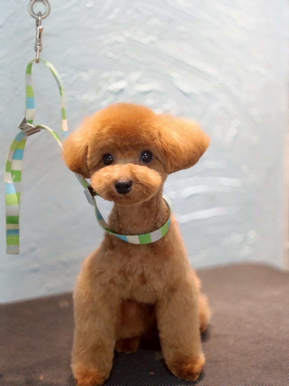 トリミングカット 啓発型トリミングサロン　白い犬のアオの4枚目