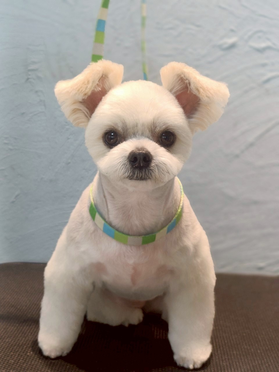 トリミングカット 啓発型トリミングサロン　白い犬のアオの1枚目