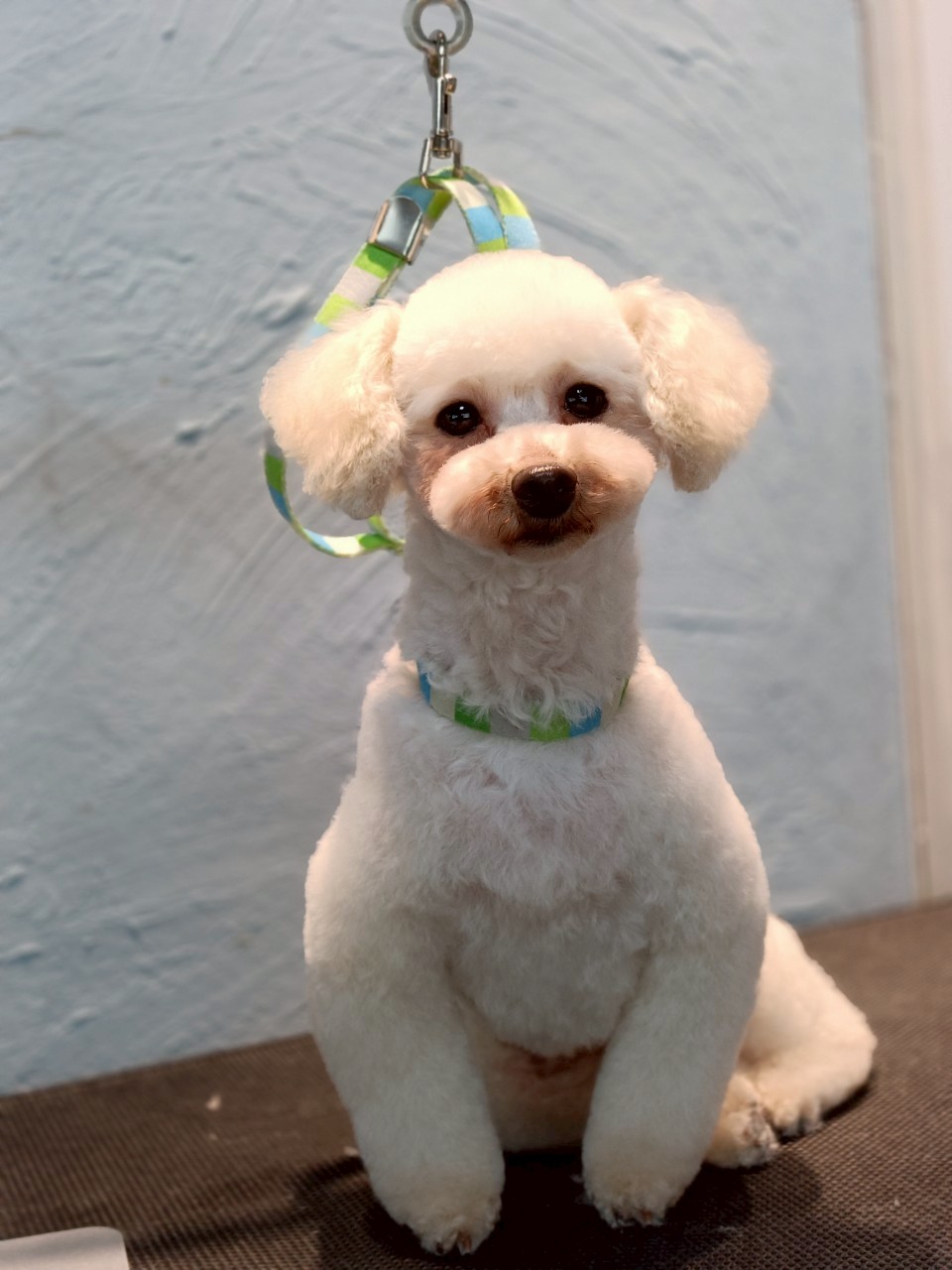 トリミングカット 啓発型トリミングサロン　白い犬のアオの2枚目