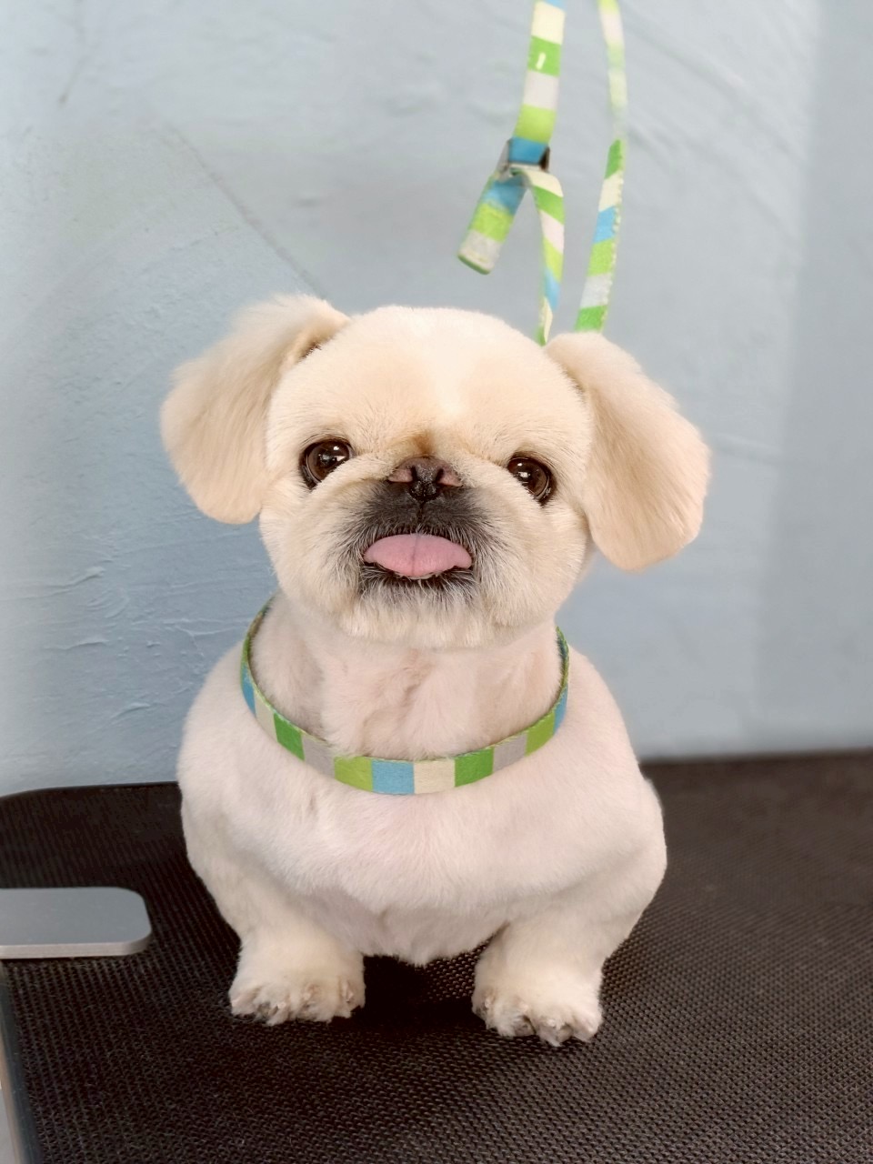 トリミングカット 啓発型トリミングサロン　白い犬のアオの5枚目