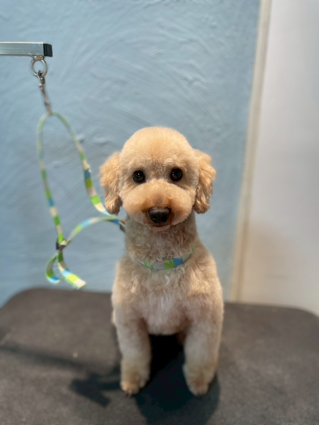 トリミングカット 啓発型トリミングサロン　白い犬のアオの2枚目