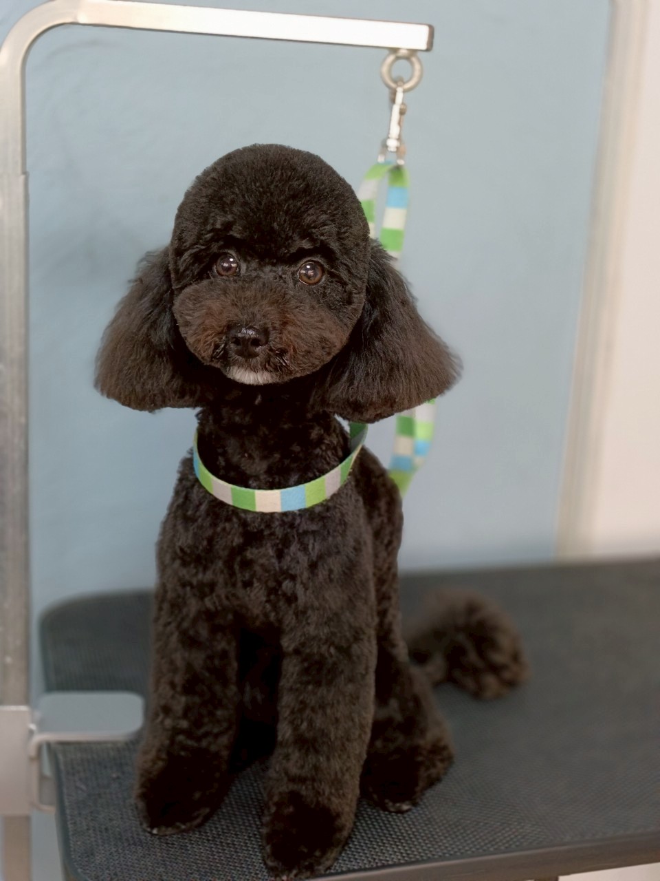 トリミングカット 啓発型トリミングサロン　白い犬のアオの1枚目