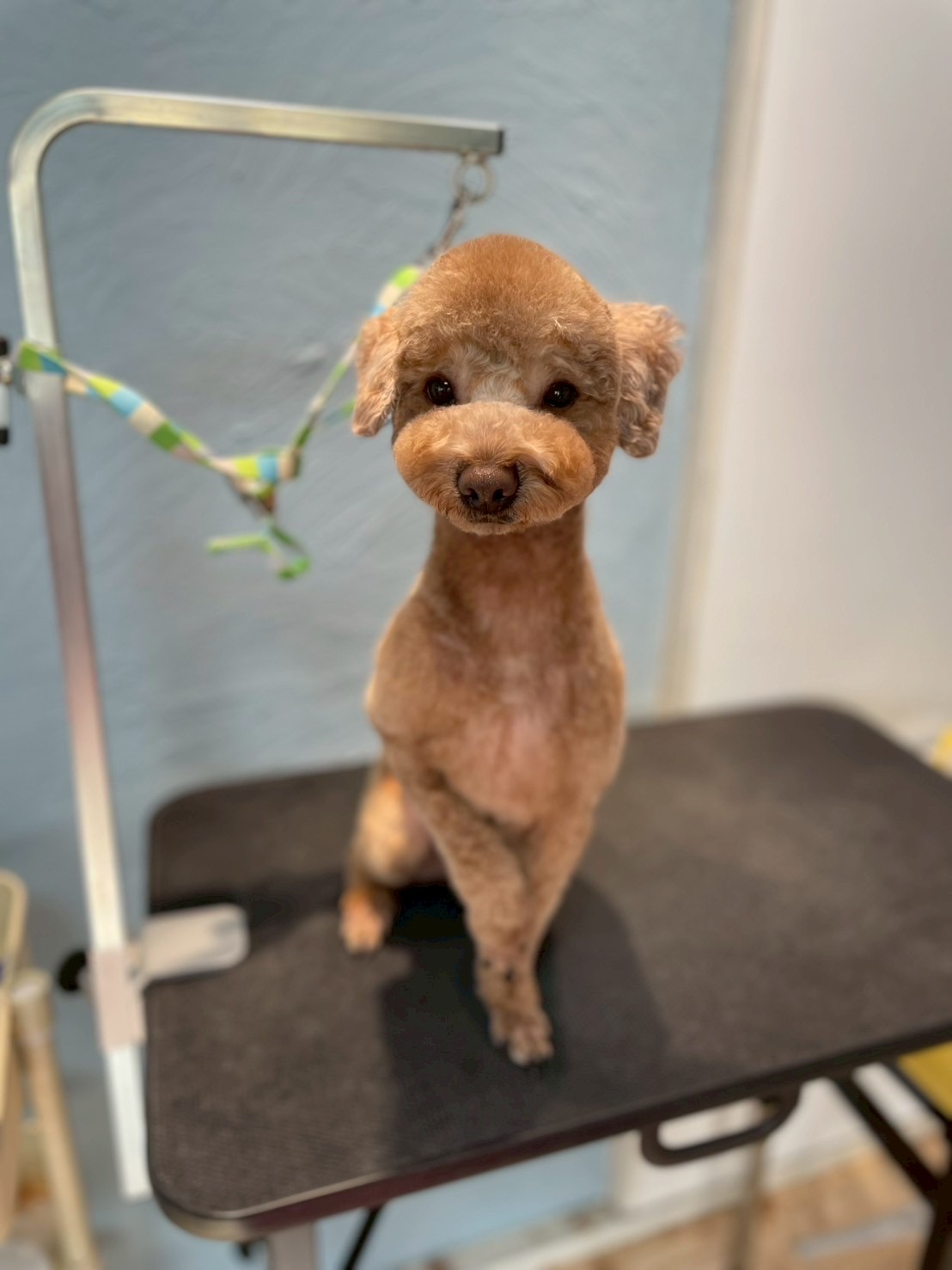 トリミングカット 啓発型トリミングサロン　白い犬のアオの1枚目