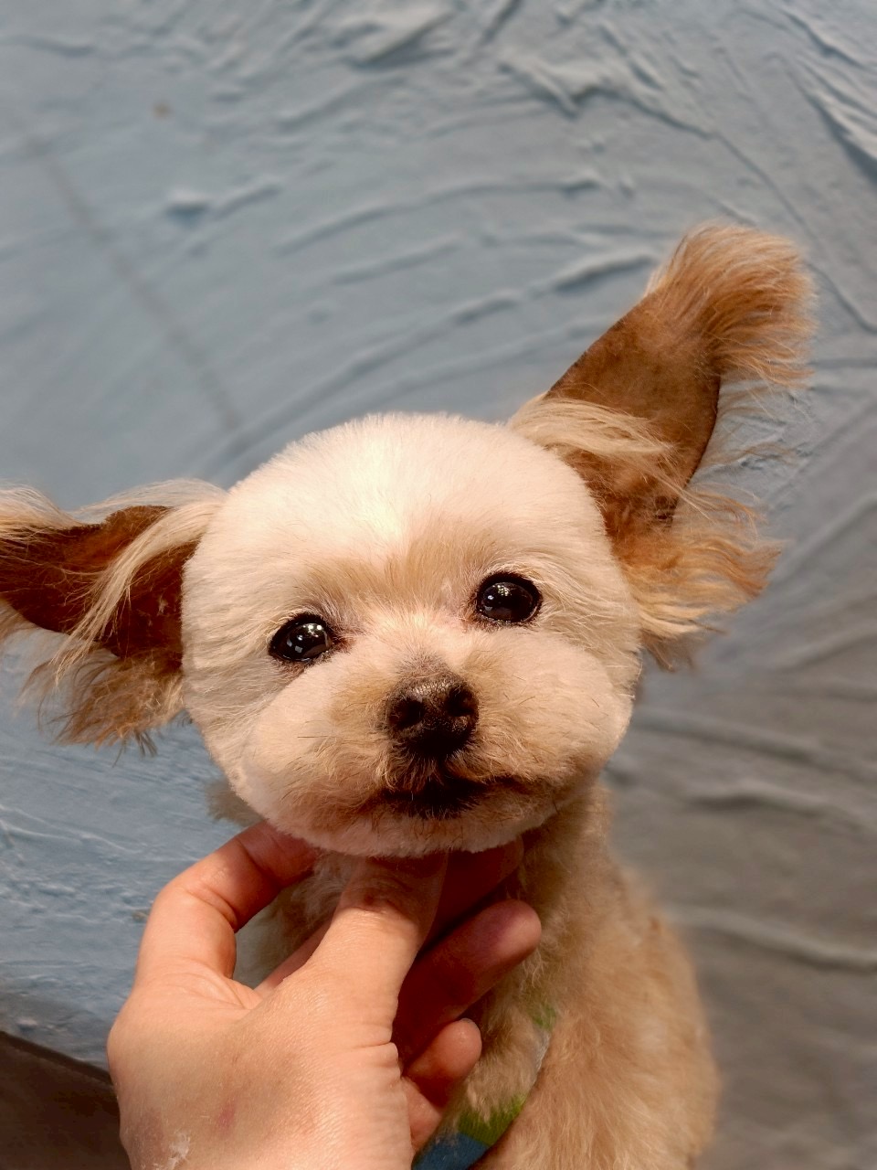 トリミングカット 啓発型トリミングサロン　白い犬のアオの5枚目