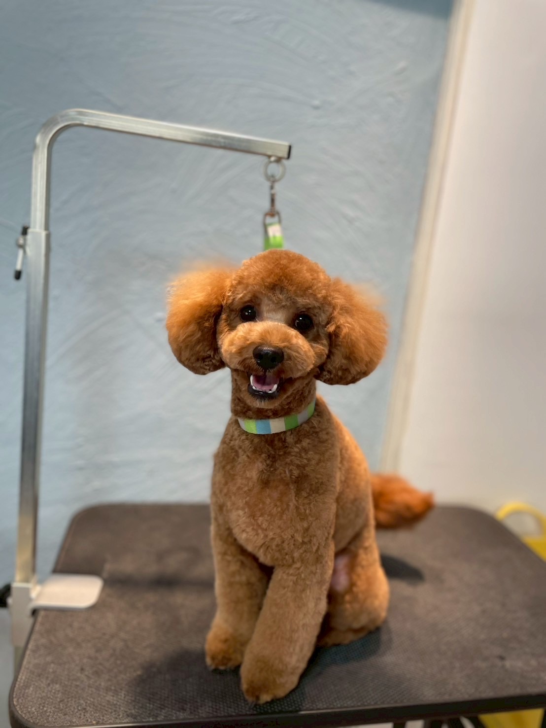 トリミングカット 啓発型トリミングサロン　白い犬のアオの3枚目