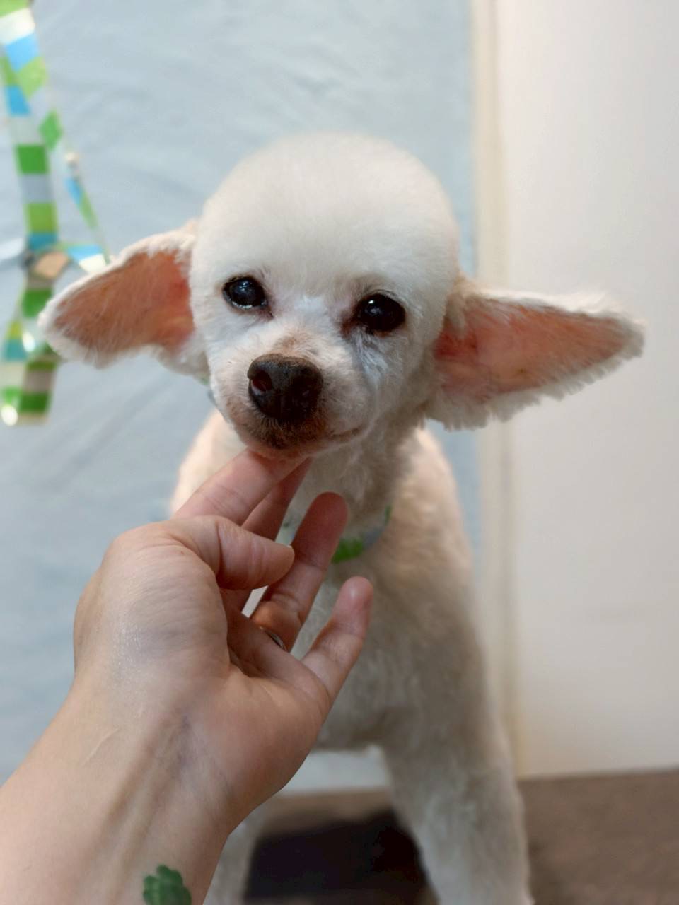 兵庫県神戸市北区のトリミングサロン 啓発型トリミングサロン 白い犬のアオの6枚目