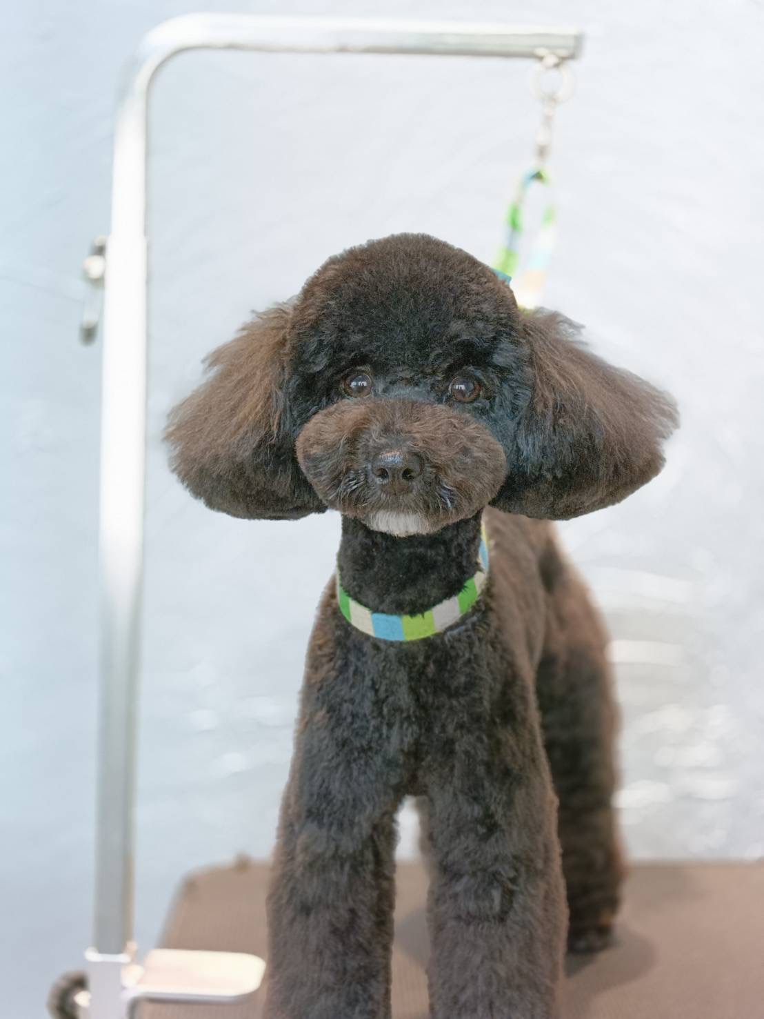 兵庫県神戸市北区のトリミングサロン 啓発型トリミングサロン 白い犬のアオの5枚目