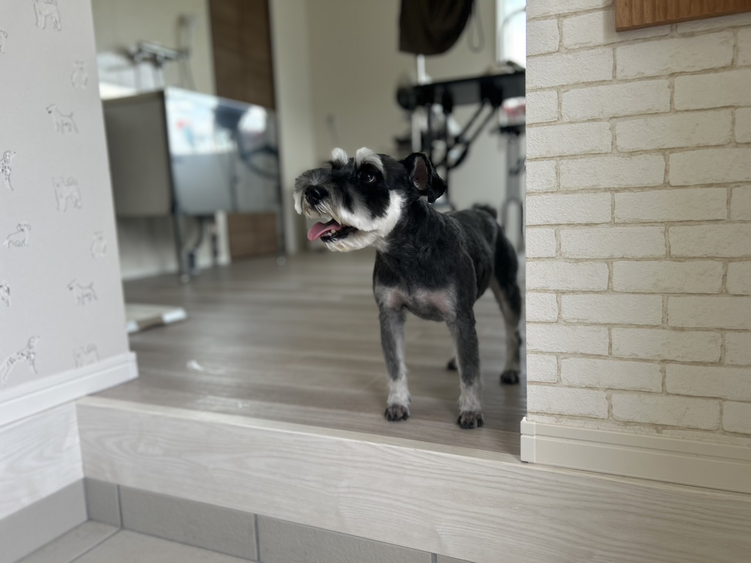 トリミングサロン PetSalon&Hotel YUURIのトリミングカット-10090の4枚目