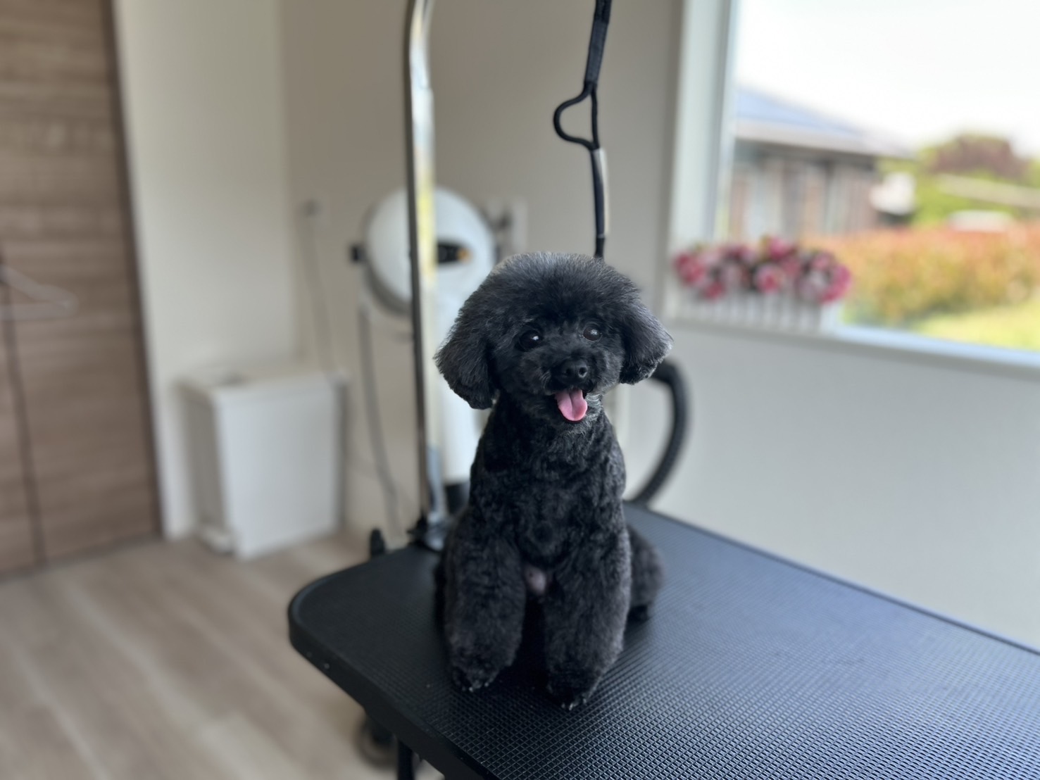 トリミングサロン PetSalon&Hotel YUURIのトリミングカット-10090の1枚目
