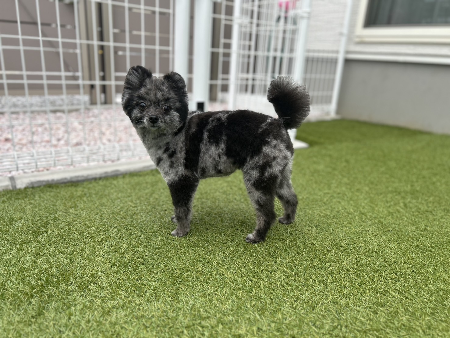 トリミングサロン PetSalon&Hotel YUURIのトリミングカット-10090の5枚目