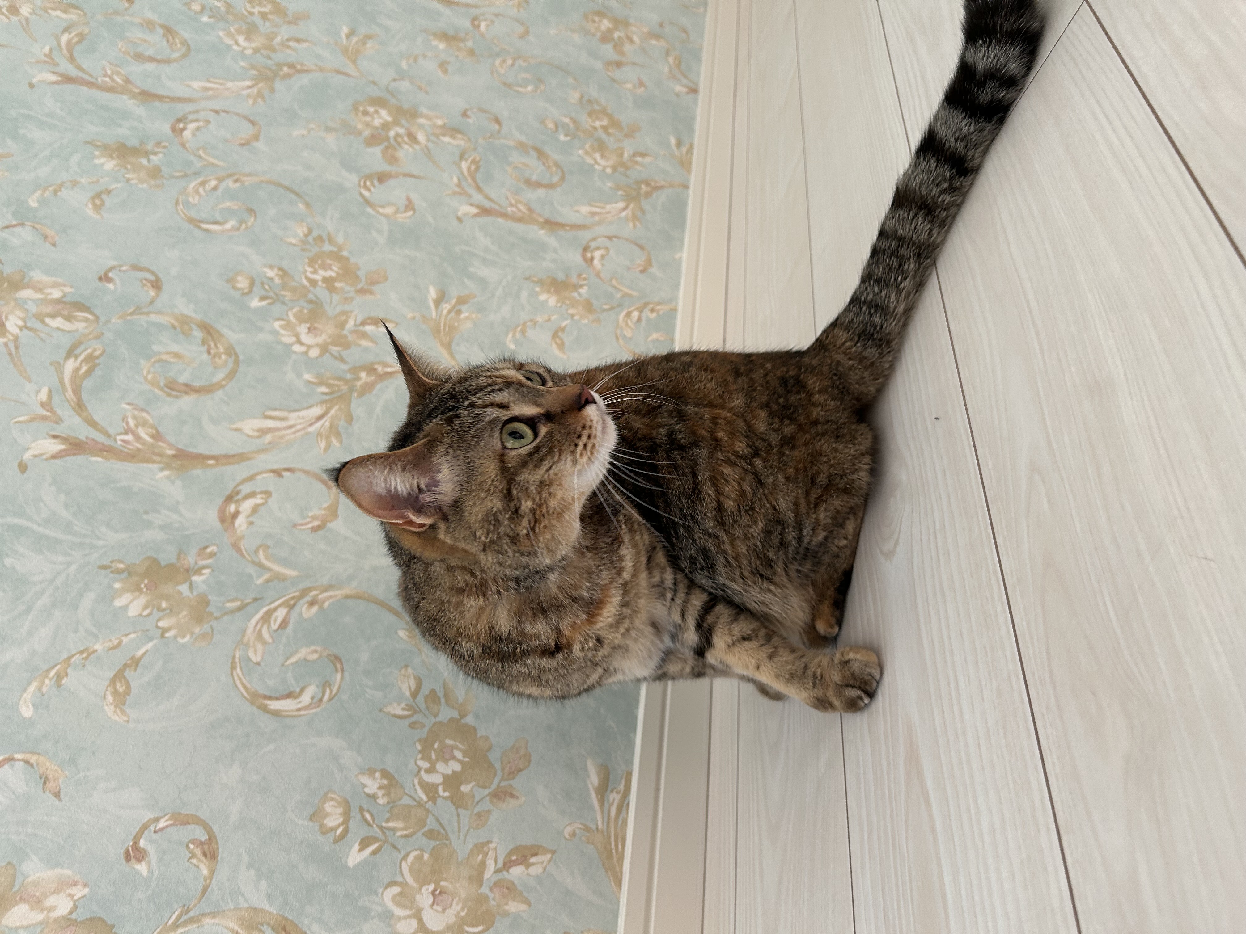 猫ちゃんのトリミング、シャンプーもOK