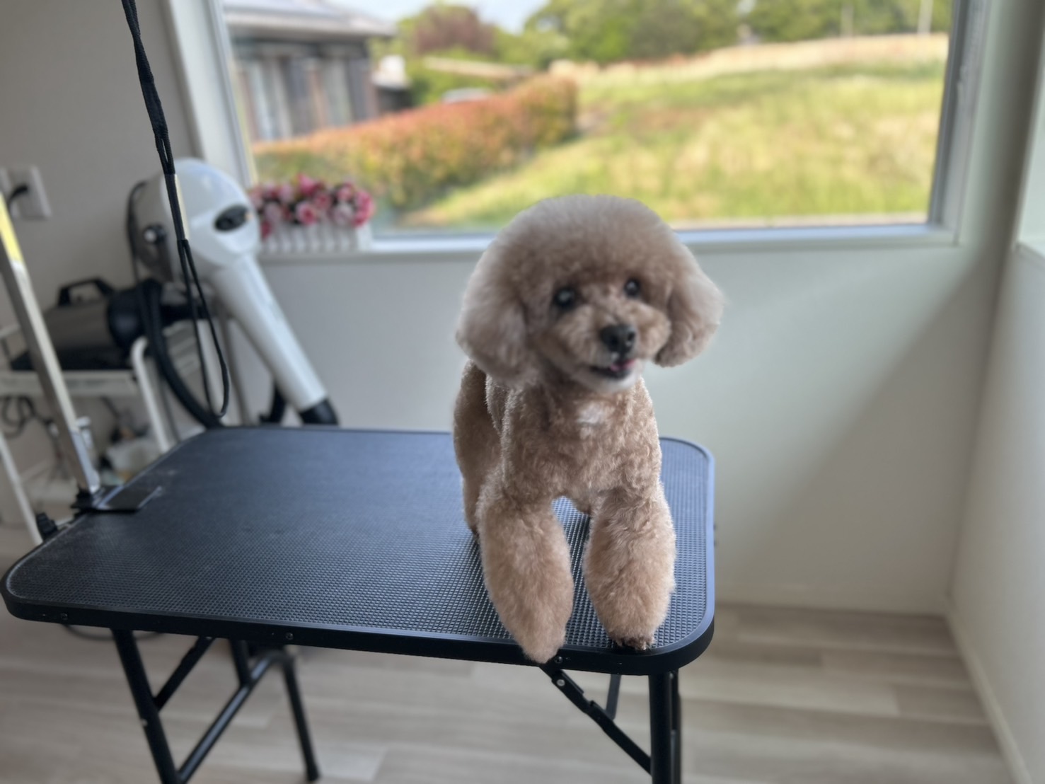 香川県三木町のトリミングサロン PetSalon&Hotel YUURIの7枚目