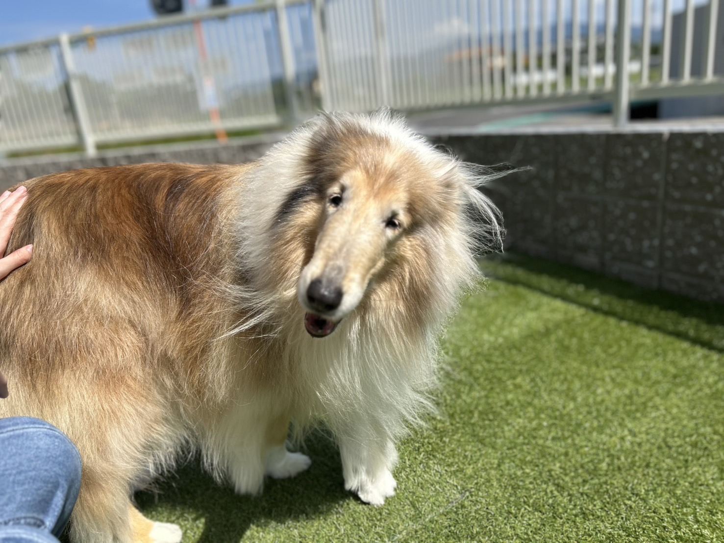 香川県三木町のトリミングサロン PetSalon&Hotel YUURIの8枚目