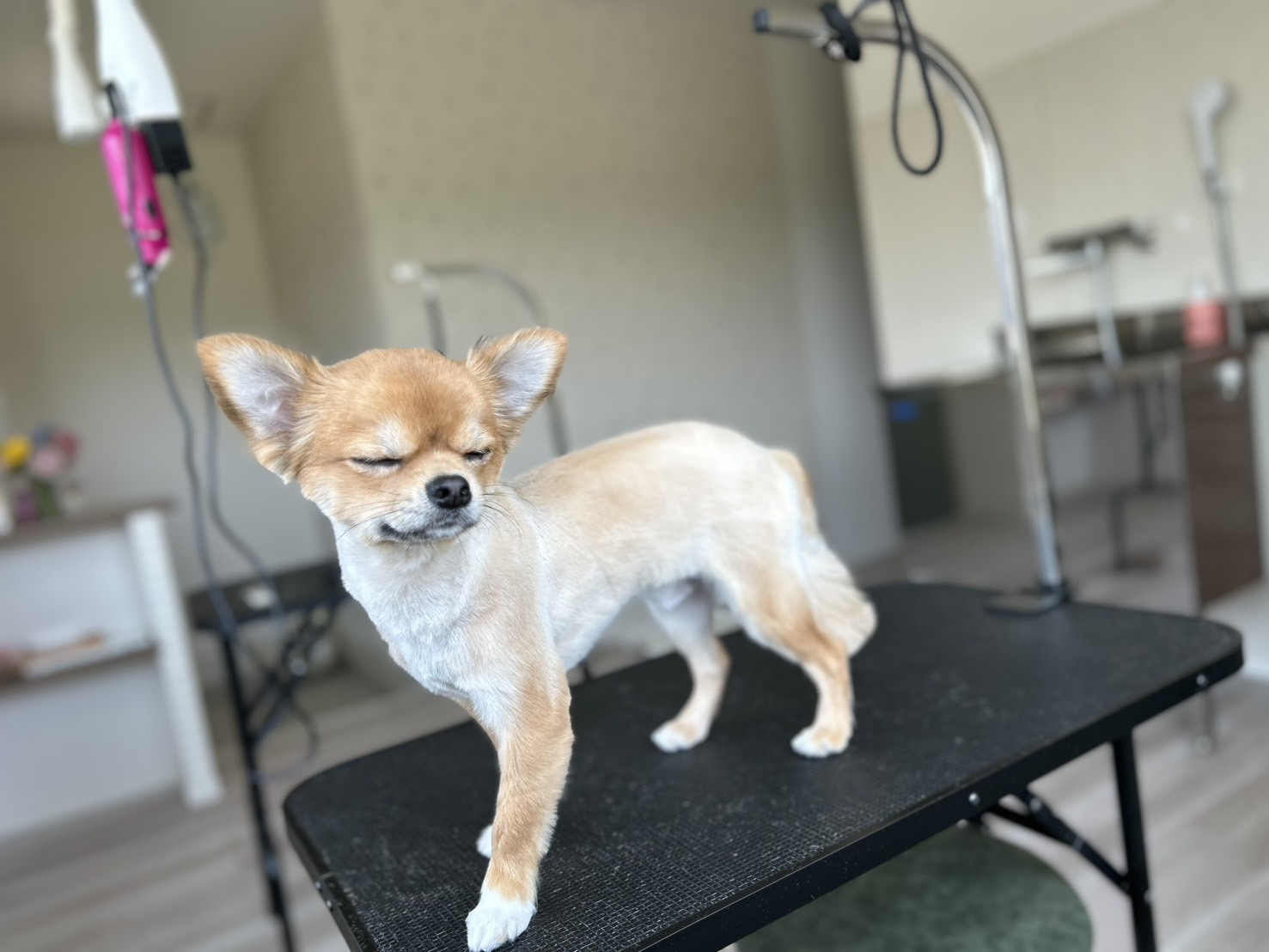 香川県三木町のトリミングサロン PetSalon&Hotel YUURIの6枚目