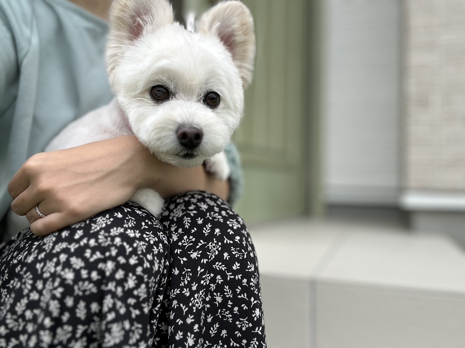 香川県三木町のトリミングサロン PetSalon&Hotel YUURIの5枚目