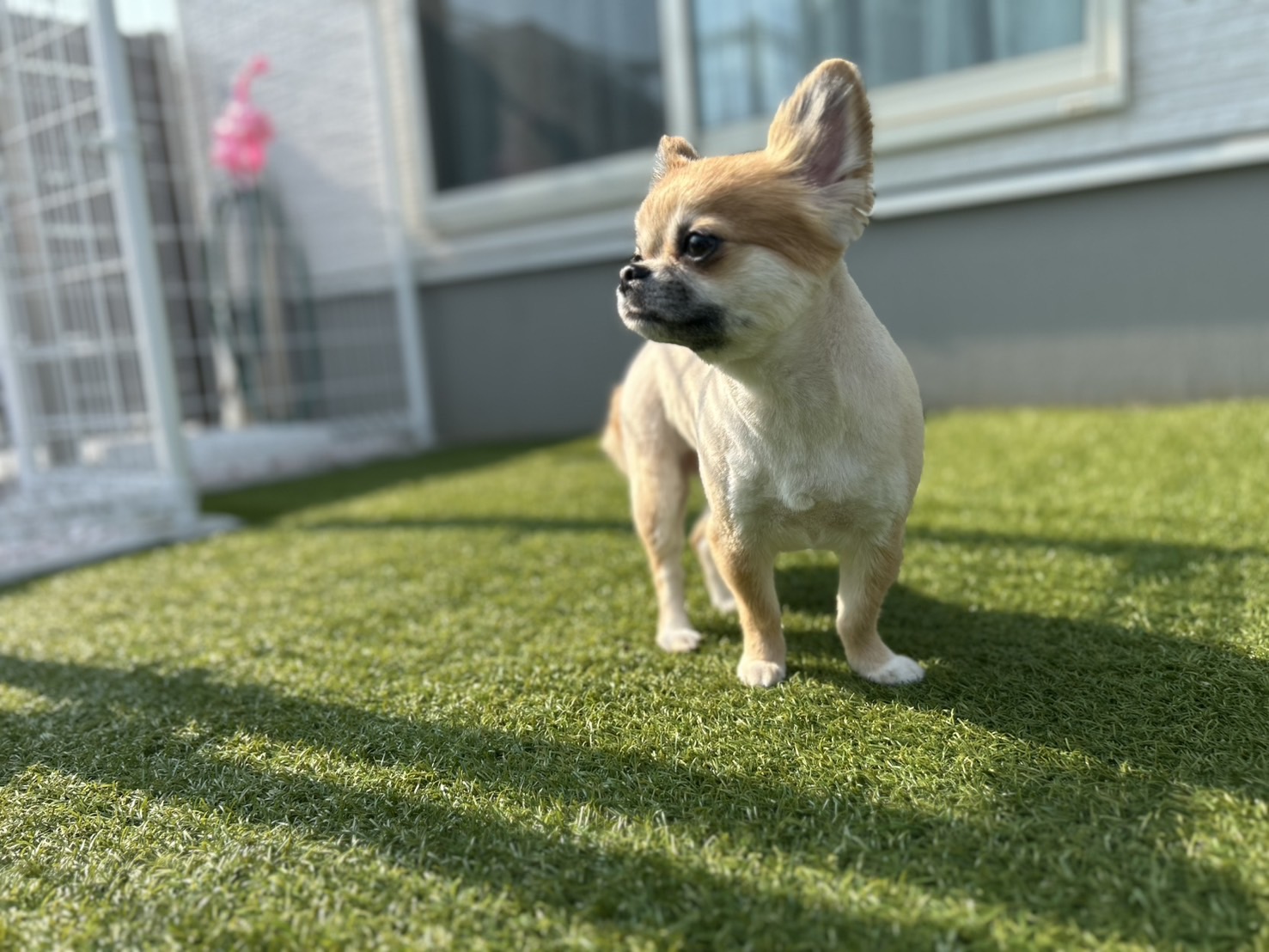 香川県三木町のトリミングサロン PetSalon&Hotel YUURIの3枚目