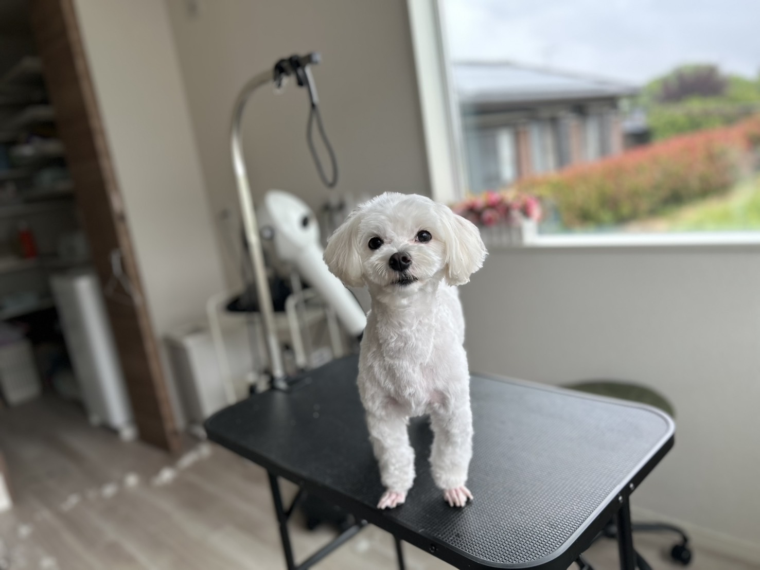 香川県三木町のトリミングサロン PetSalon&Hotel YUURIの10枚目
