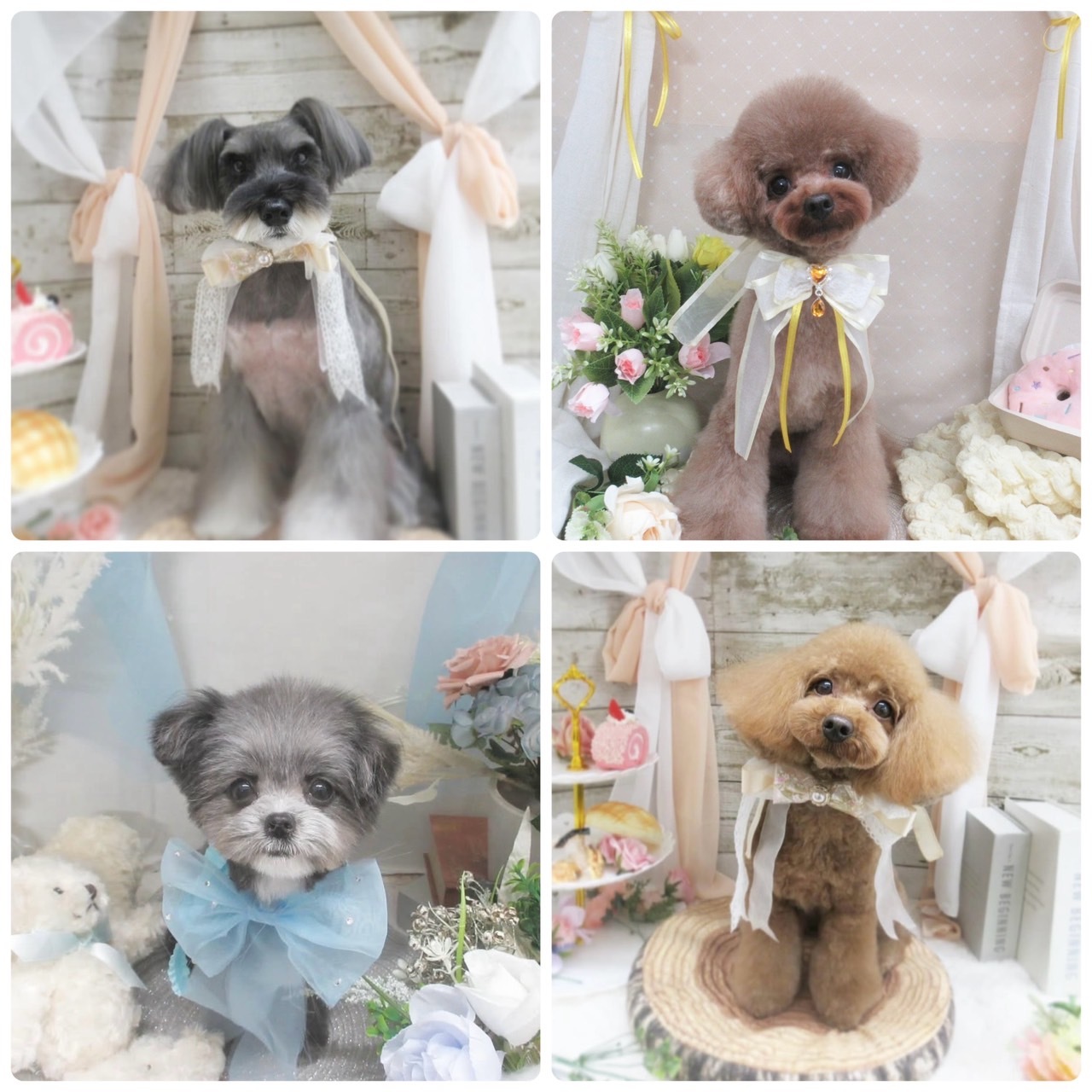 東京都台東区のトリミングサロン Trimming salon 上野の森の2枚目