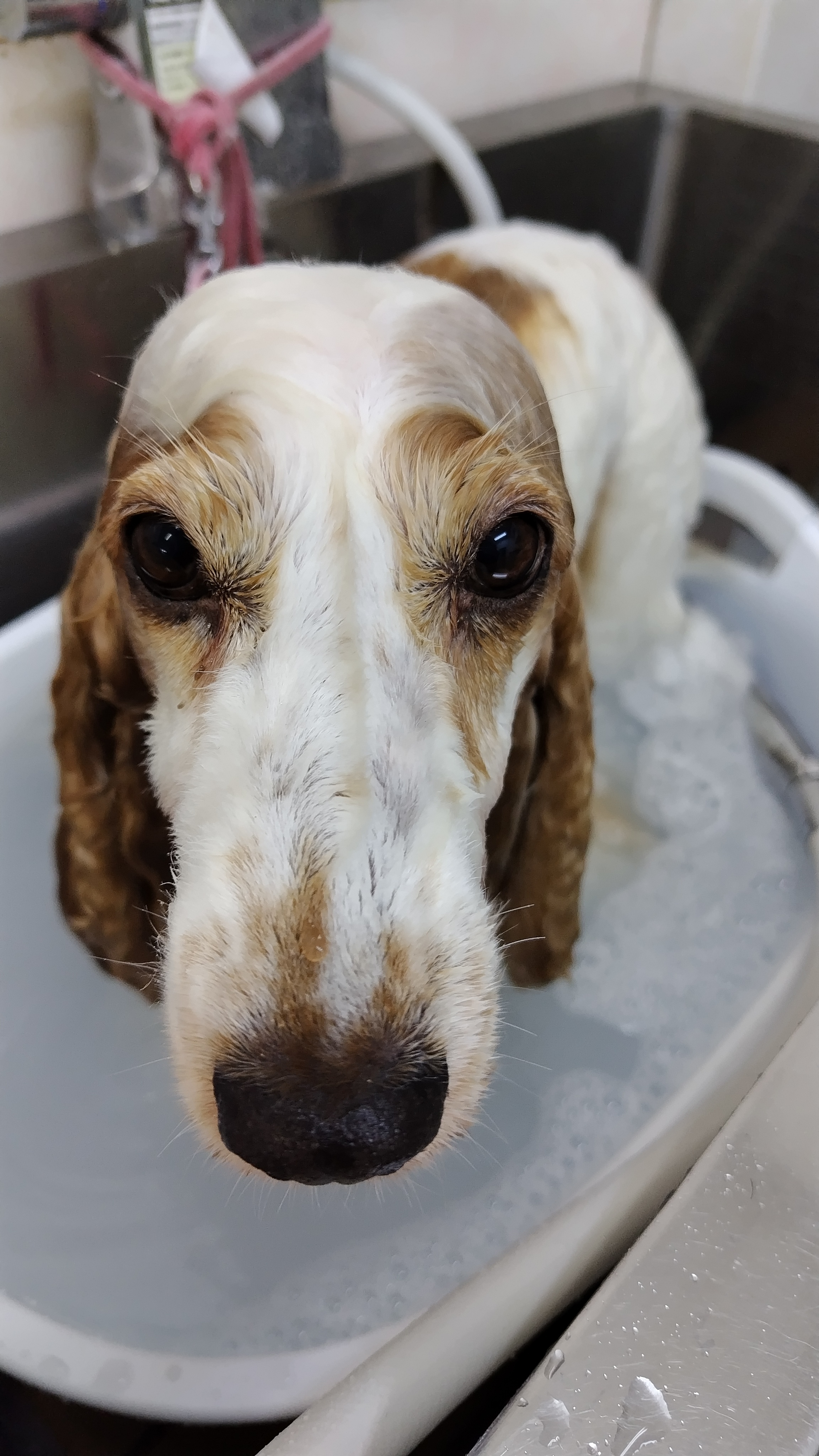 兵庫県尼崎市のトリミングサロン Dog・Spa・AI’zの3枚目