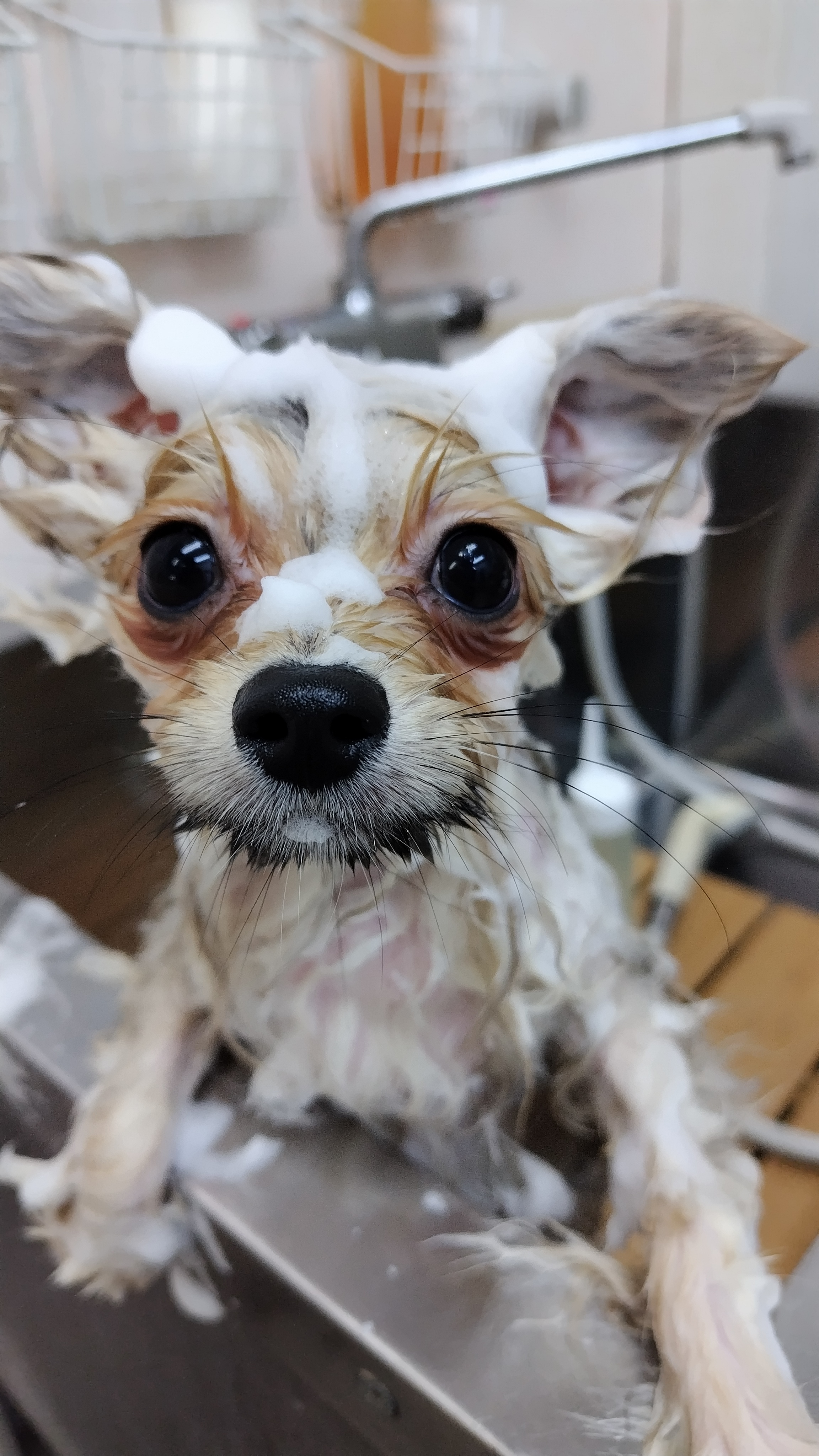 兵庫県尼崎市のトリミングサロン Dog・Spa・AI’zの2枚目