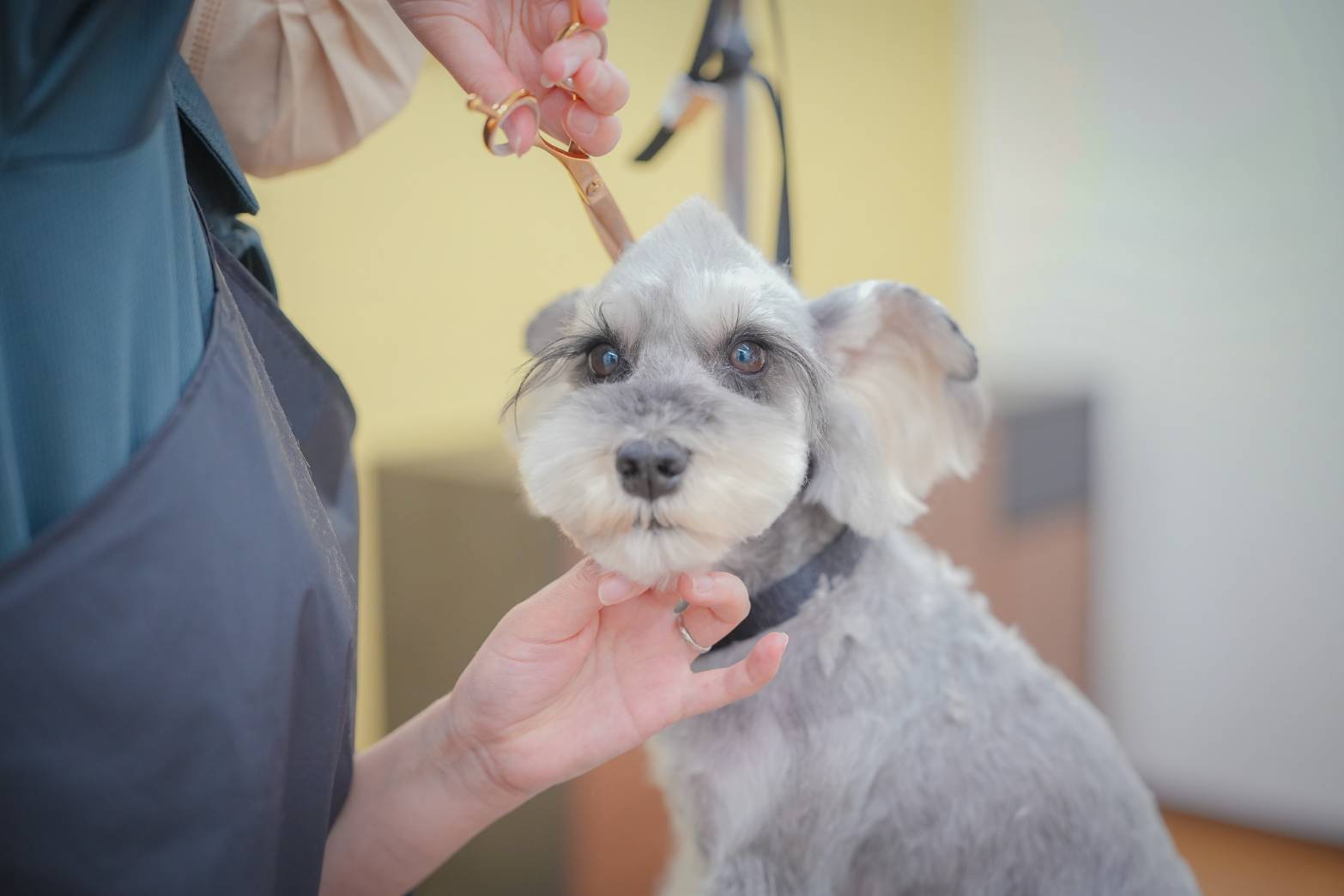 愛知県名古屋市瑞穂区のトリミングサロン dogsalon colorerのサムネイル1枚目