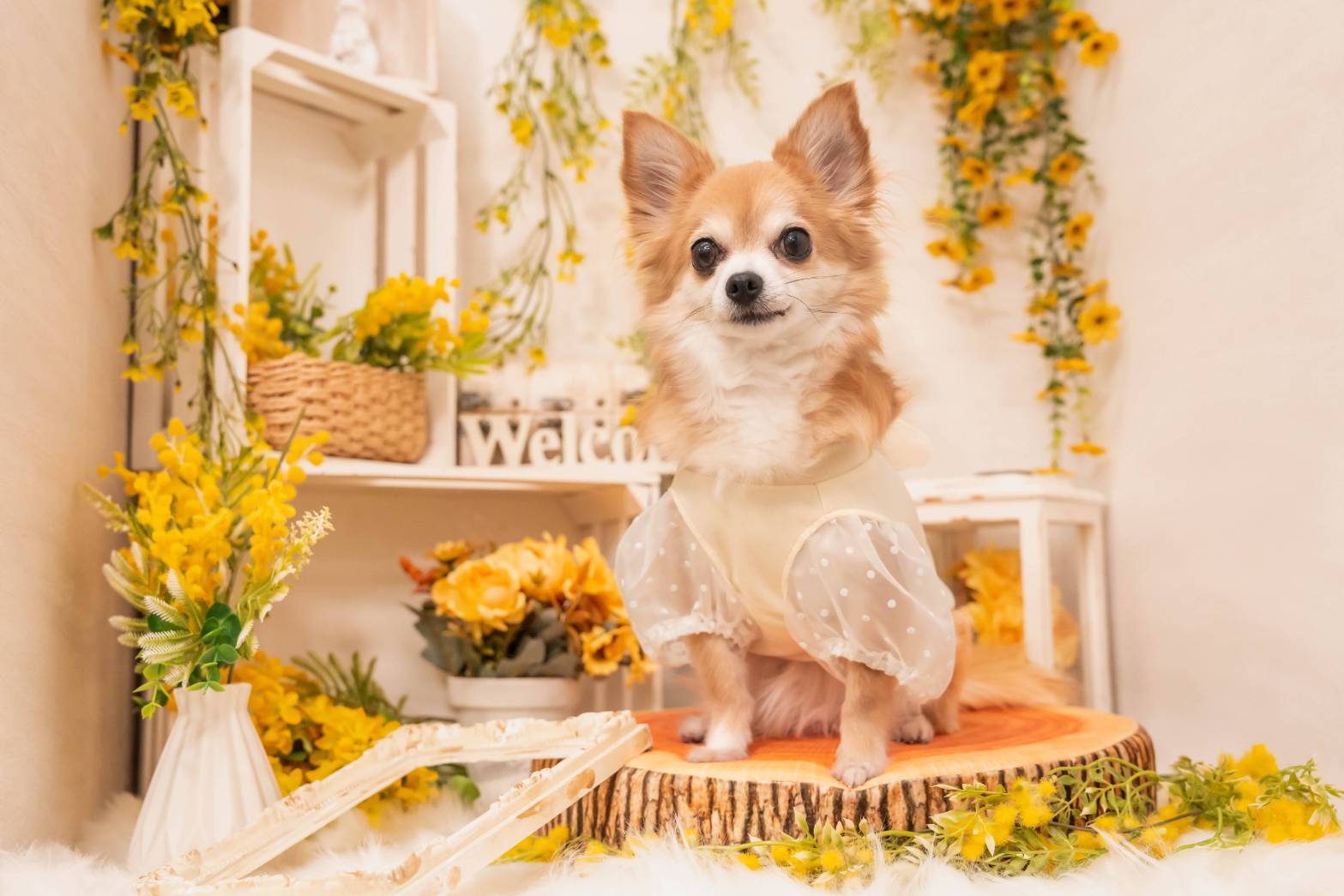 愛知県名古屋市瑞穂区のトリミングサロン dogsalon colorerの3枚目