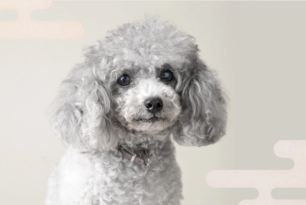 愛犬に極上の美と癒しを
