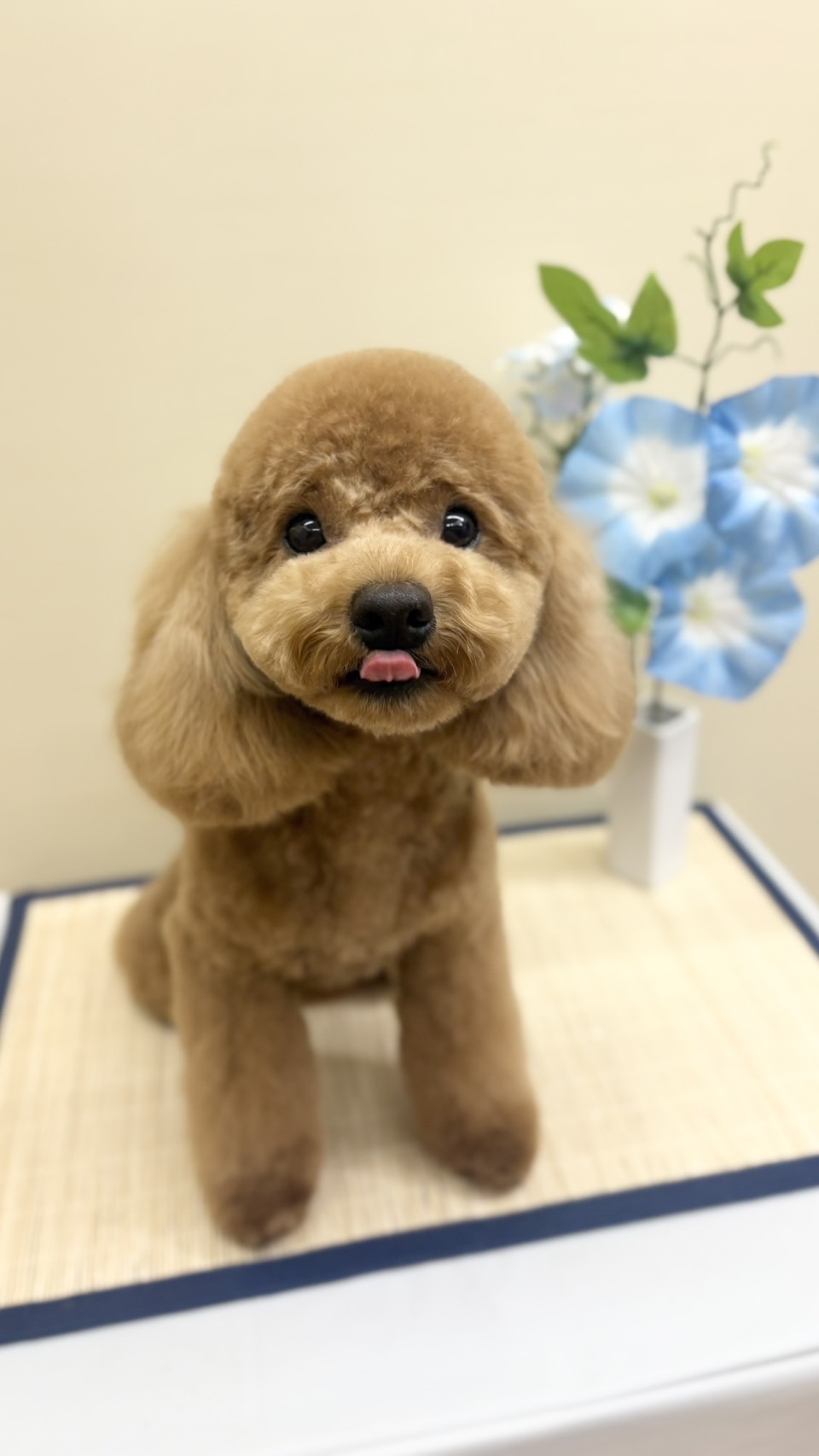 茨城県つくば市のトリミングサロン 犬爛美泊 ゔぇるの3枚目