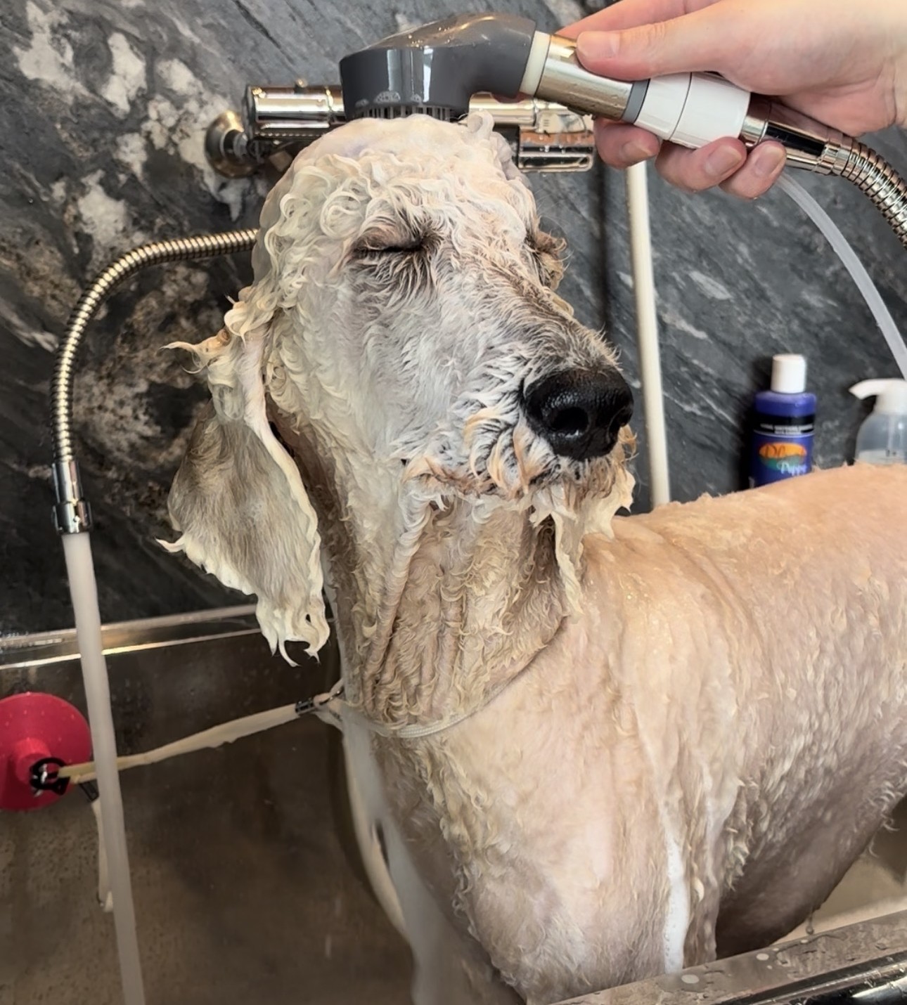 茨城県つくば市のトリミングサロン 犬爛美泊 ゔぇるの4枚目