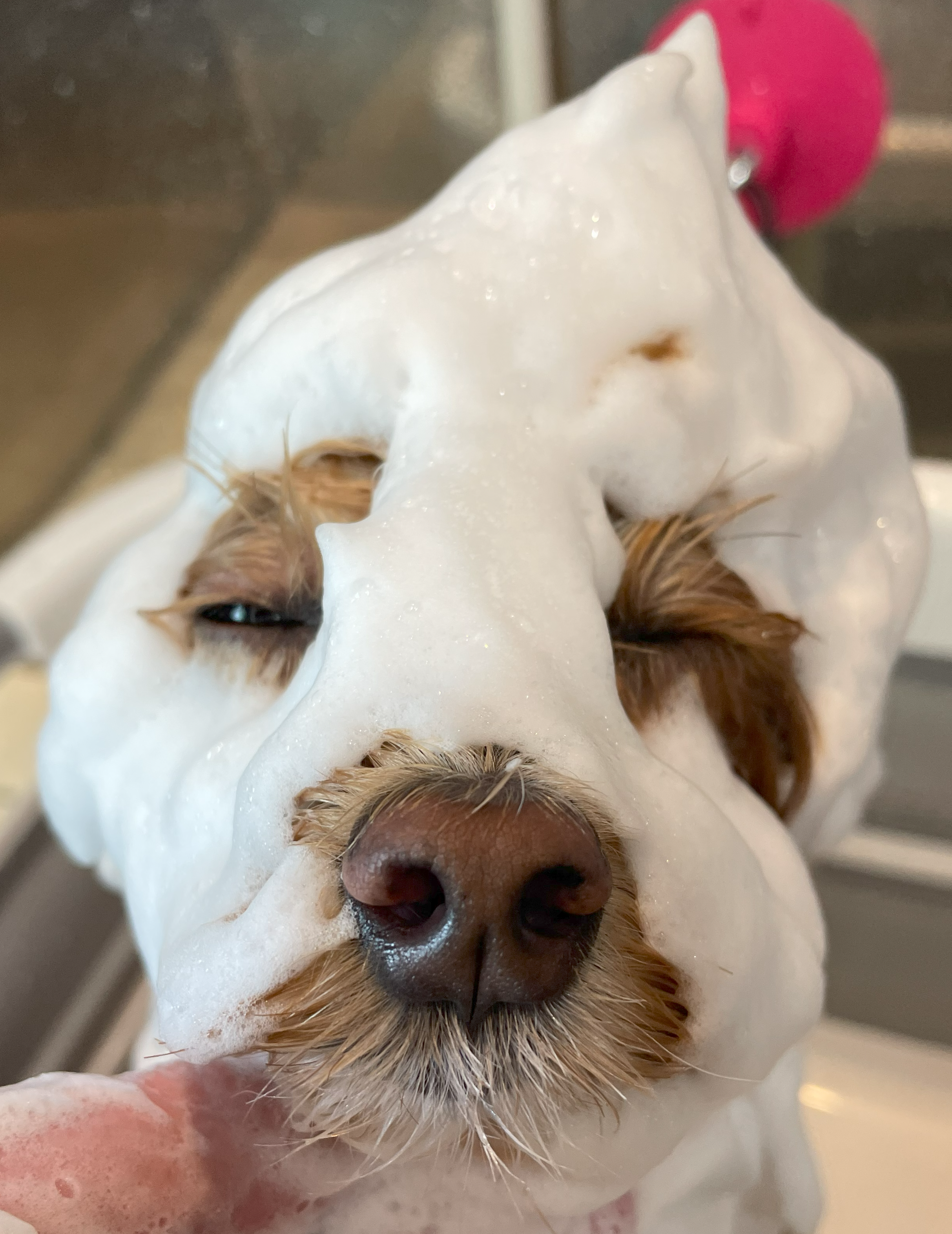 茨城県つくば市のトリミングサロン 犬爛美泊 ゔぇるの8枚目