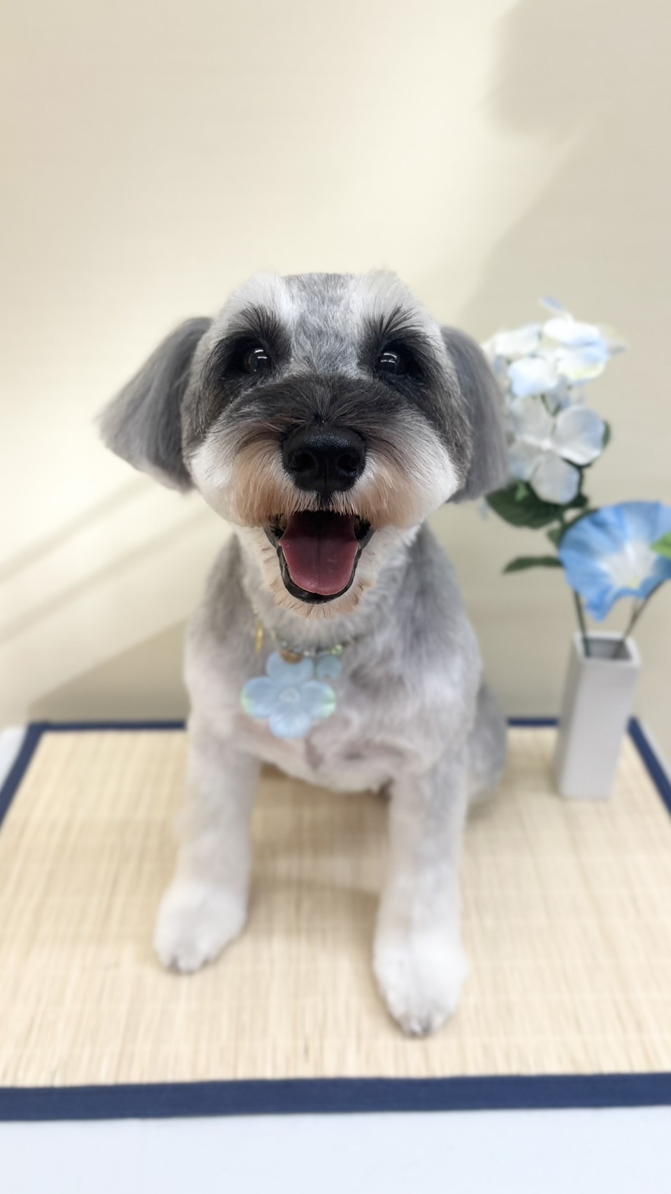 茨城県つくば市のトリミングサロン 犬爛美泊 ゔぇるの7枚目