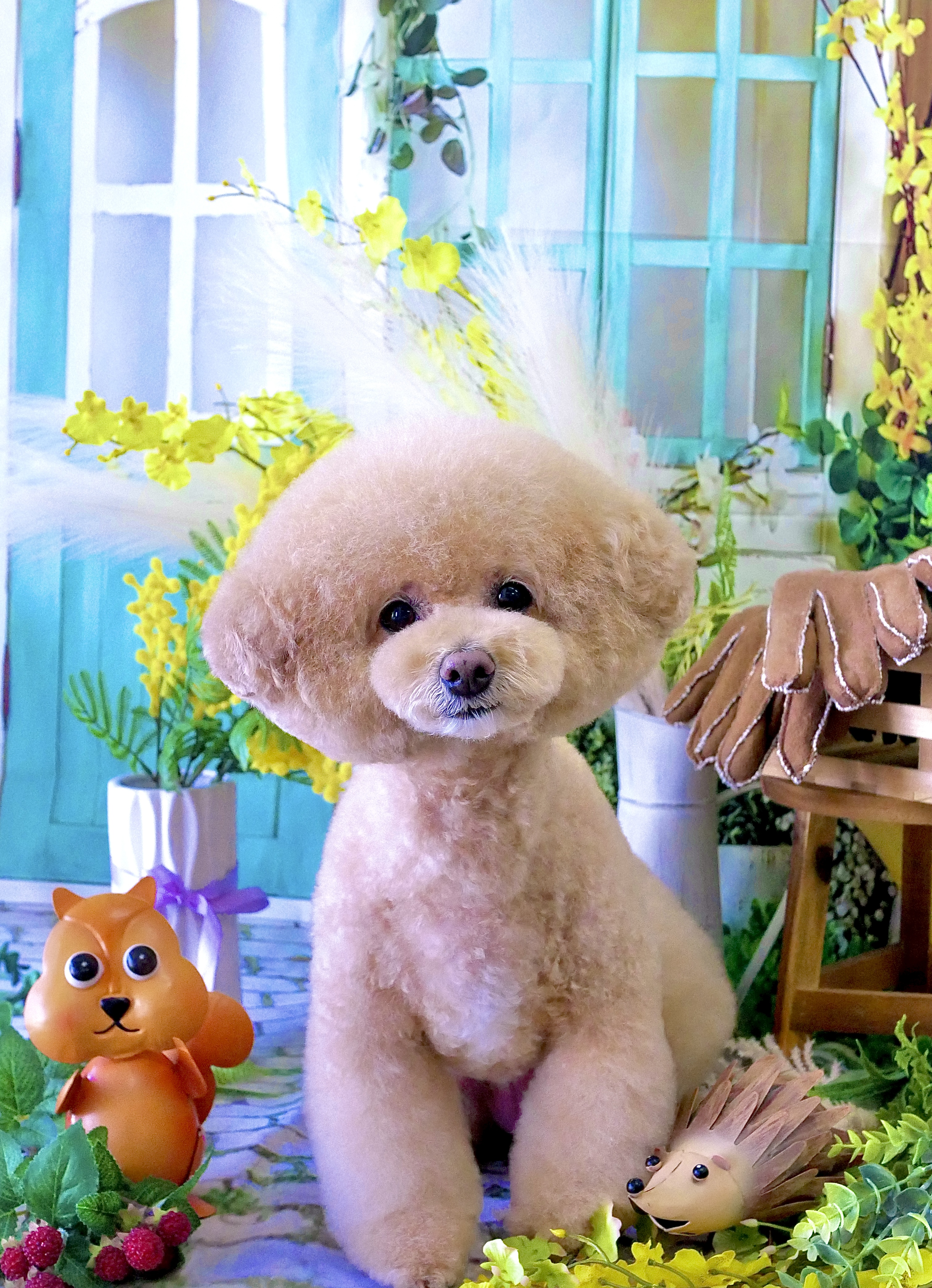 神奈川県海老名市のトリミングサロン L Dog SaloN -エルドッグサロン- ⭐︎7/2 Open⭐︎の3枚目