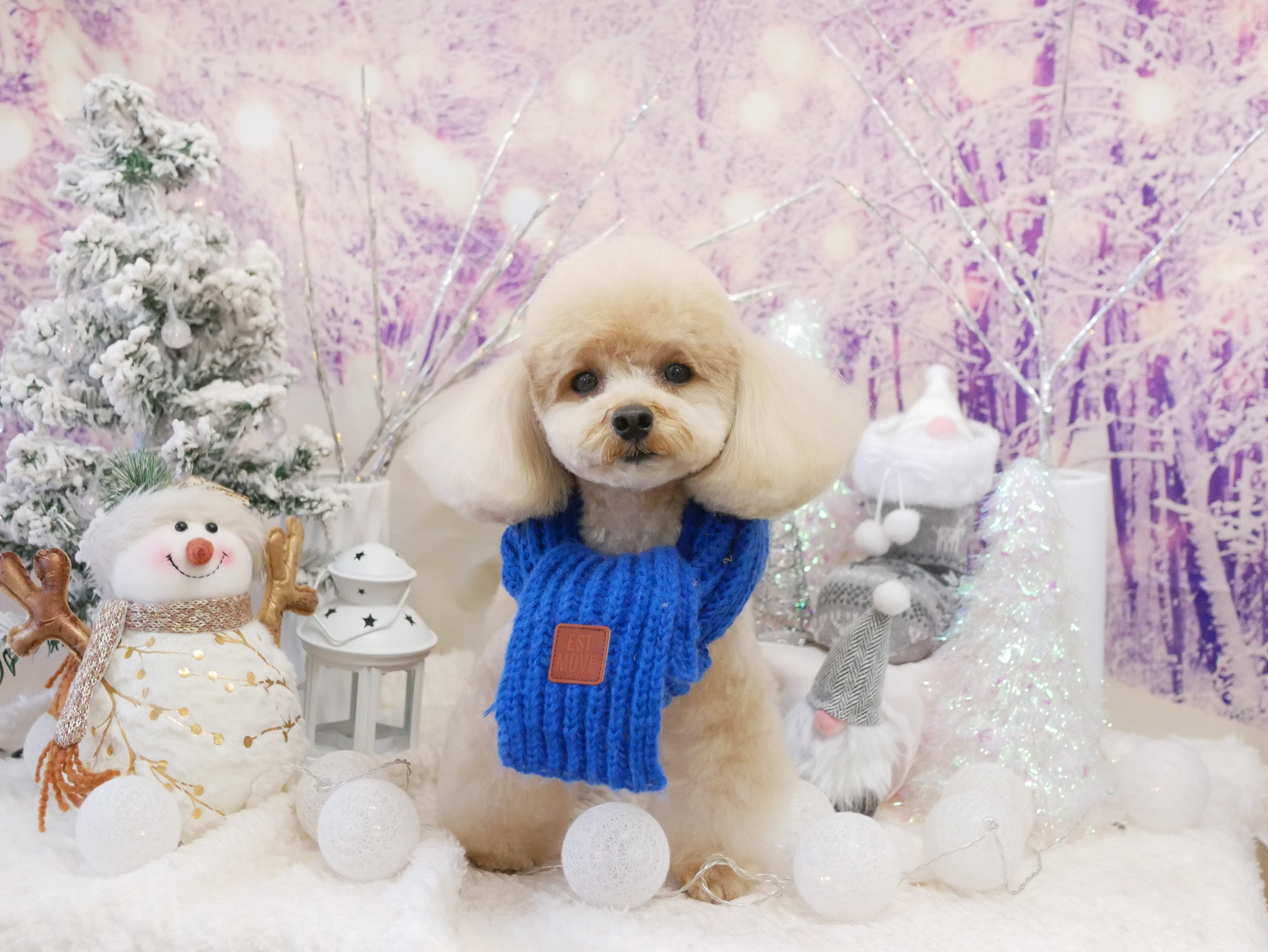 神奈川県海老名市のトリミングサロン L Dog SaloN -エルドッグサロン- ⭐︎7/2 Open⭐︎のサムネイル2枚目