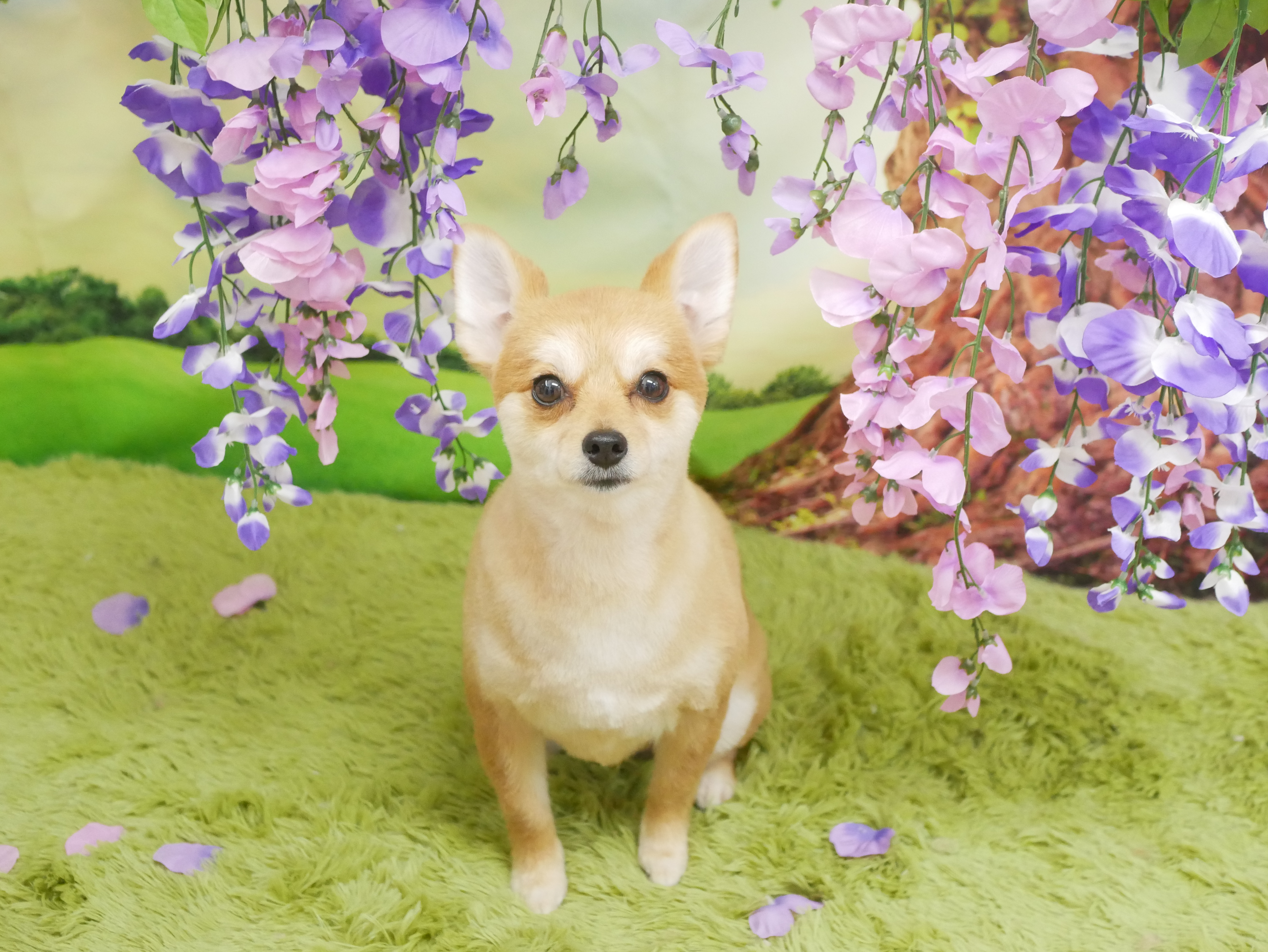 神奈川県海老名市のトリミングサロン L Dog SaloN -エルドッグサロン- ⭐︎7/2 Open⭐︎の4枚目