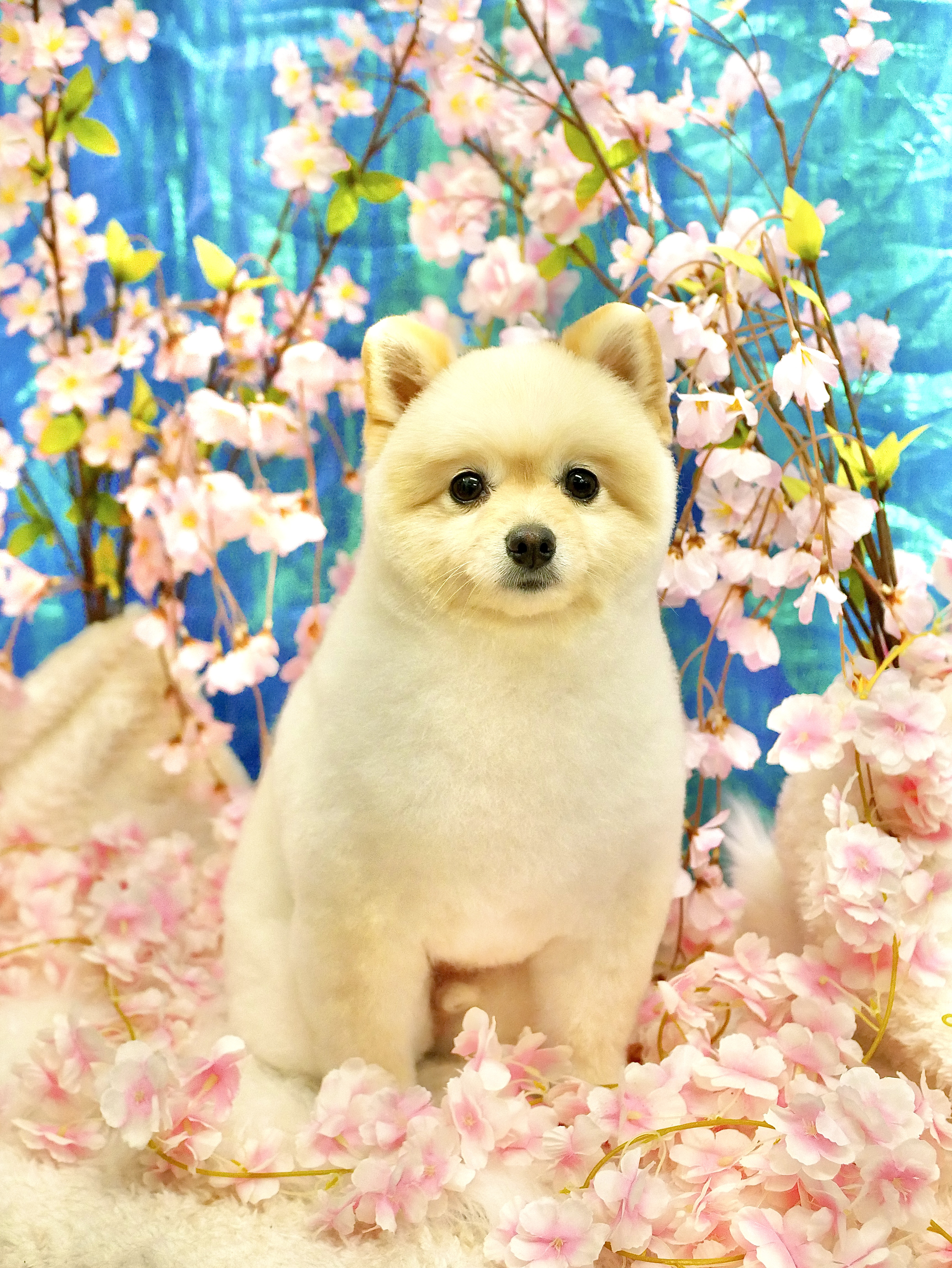 神奈川県海老名市のトリミングサロン L Dog SaloN -エルドッグサロン- ⭐︎7/2 Open⭐︎のサムネイル2枚目