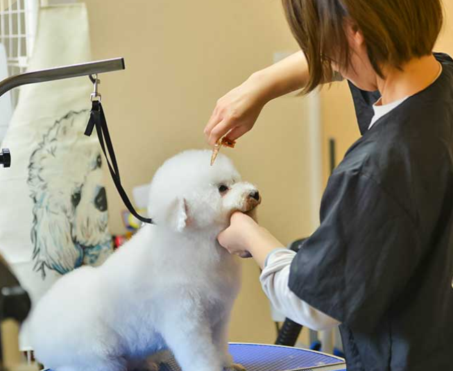 わんちゃんファーストのサロンです