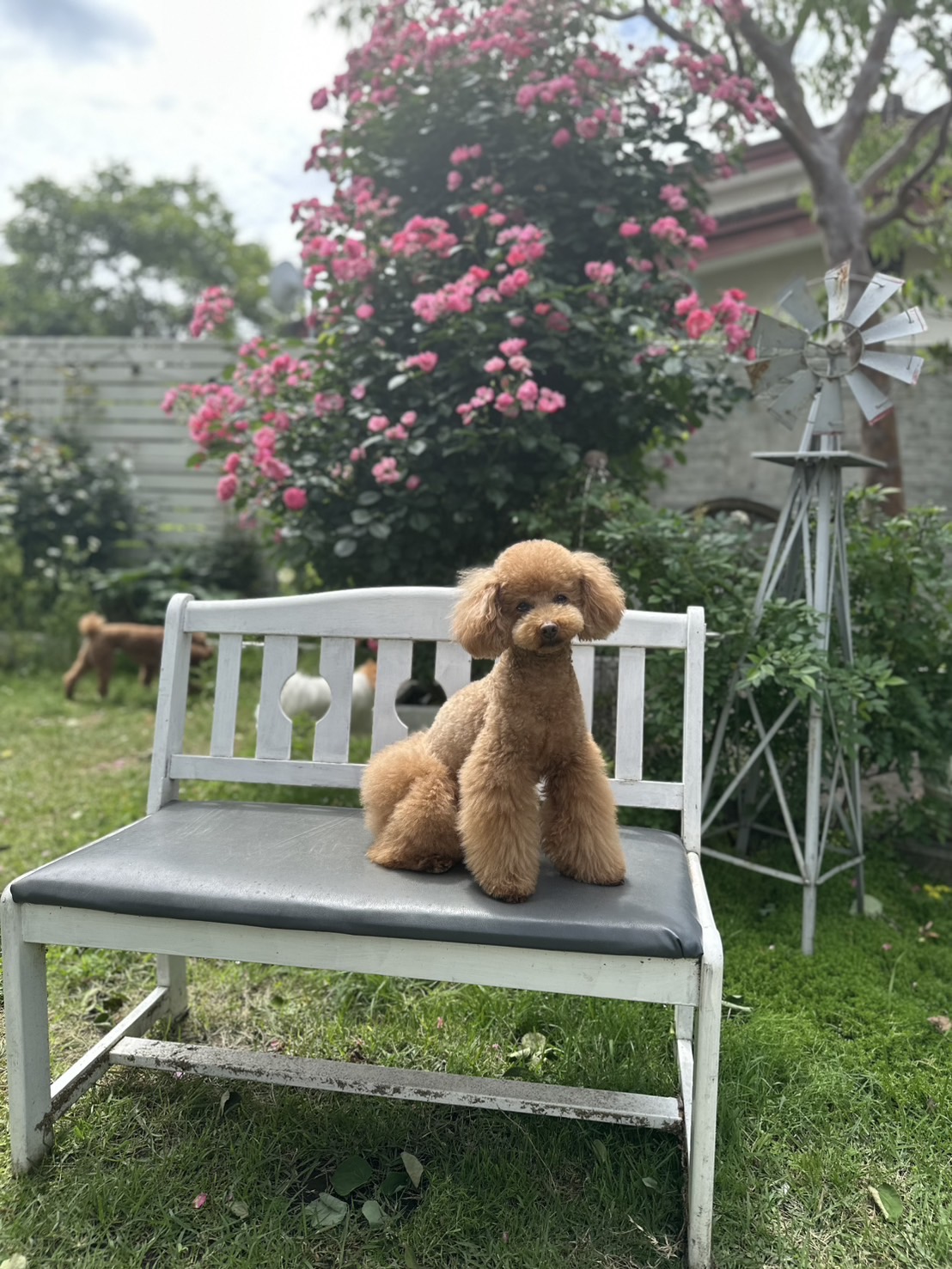 DogSalon AZAZ のサムネイル