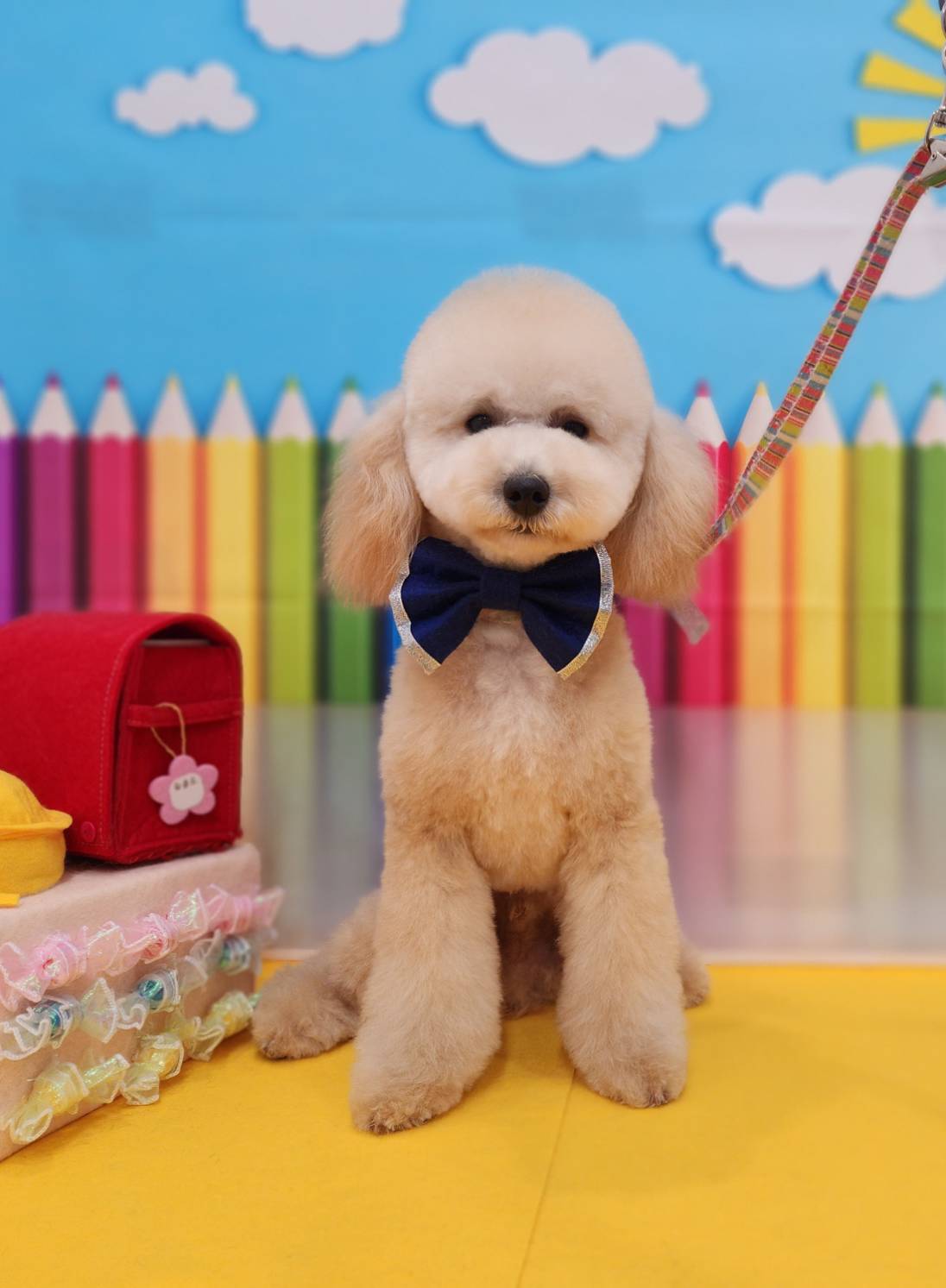 茨城県取手市のトリミングサロン トリミングサロン フランシーヌ・パリ【Francine Paris】の7枚目